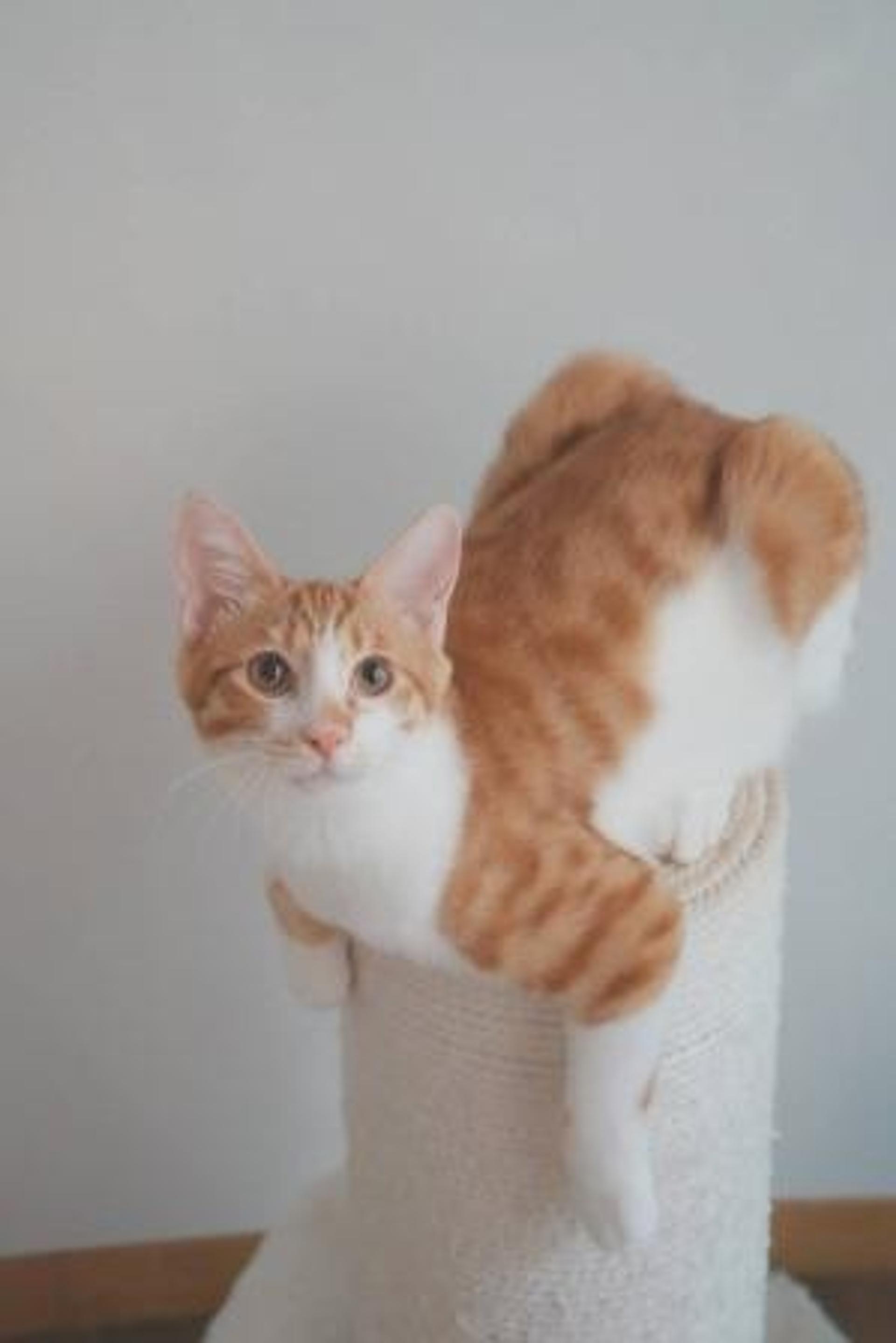 pet-image-4