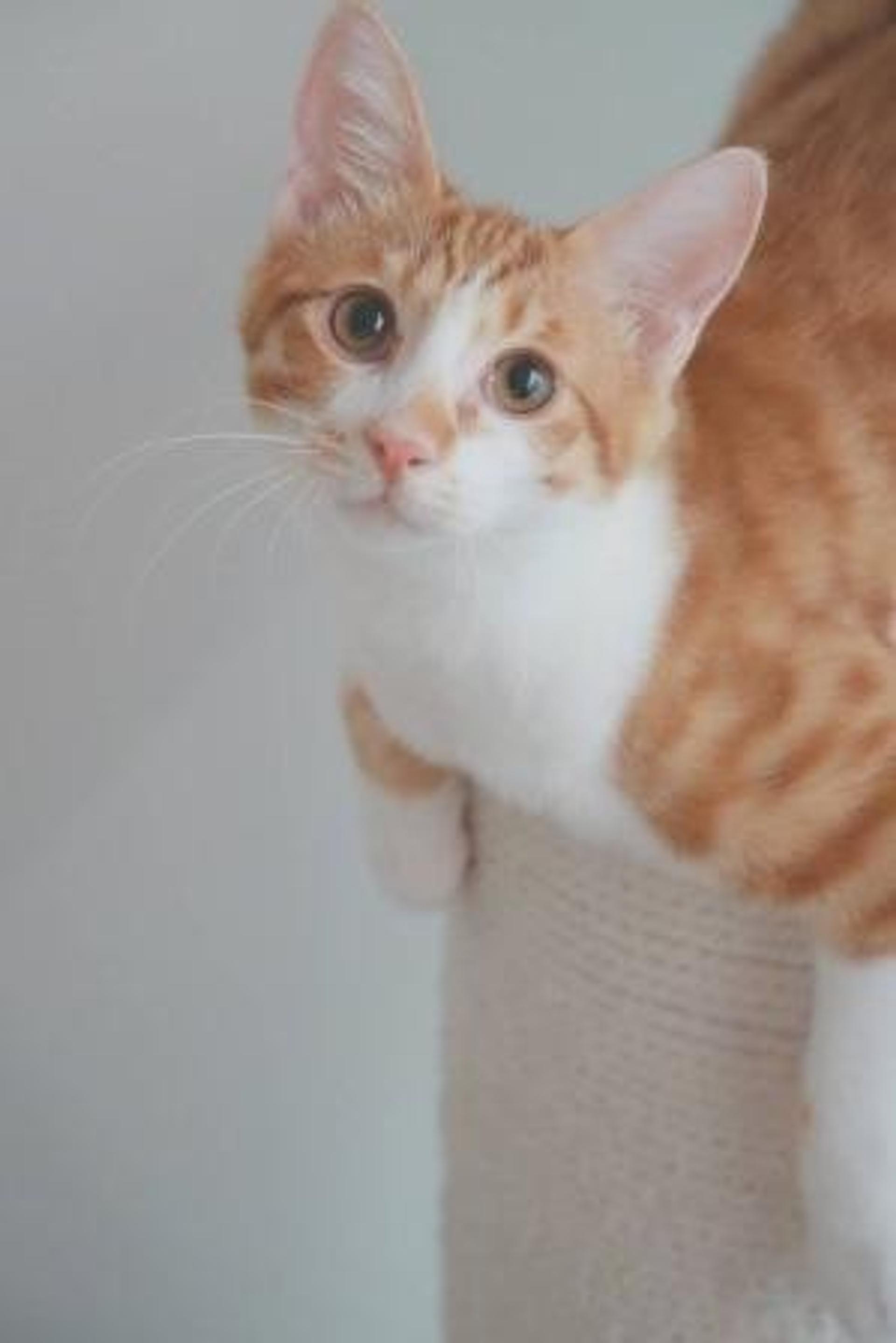 pet-image-5