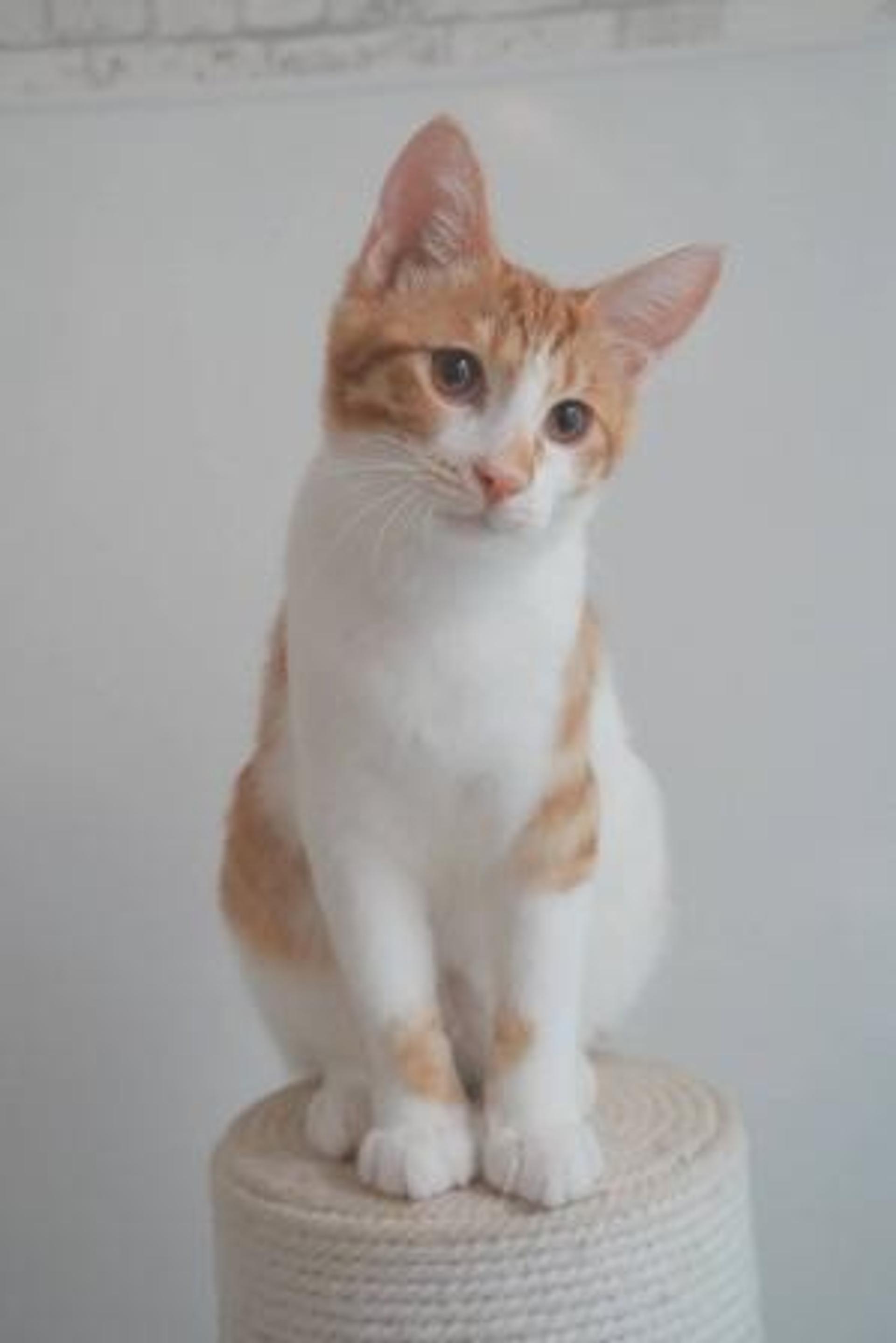 pet-image-6