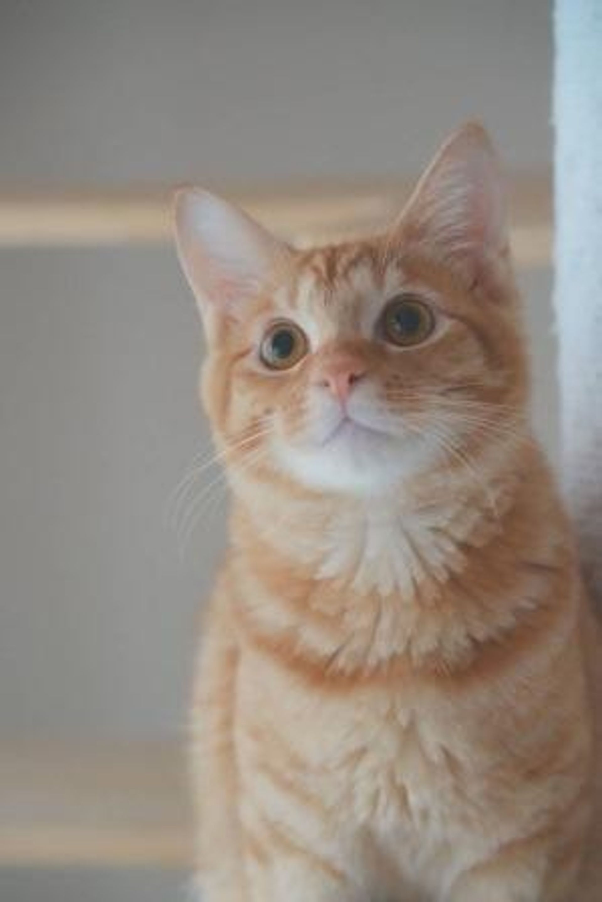 雑種（ミックス猫）・オスの里親募集の写真