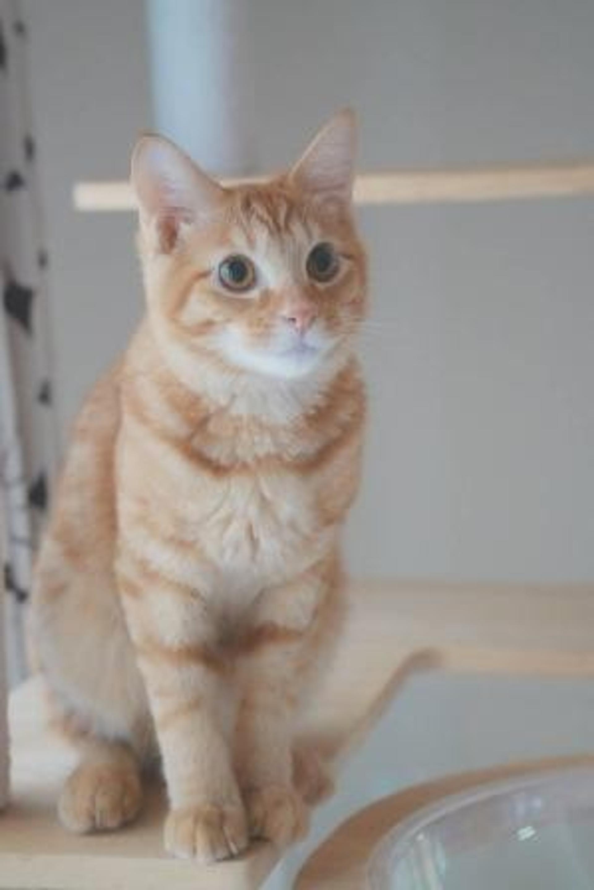 pet-image-3