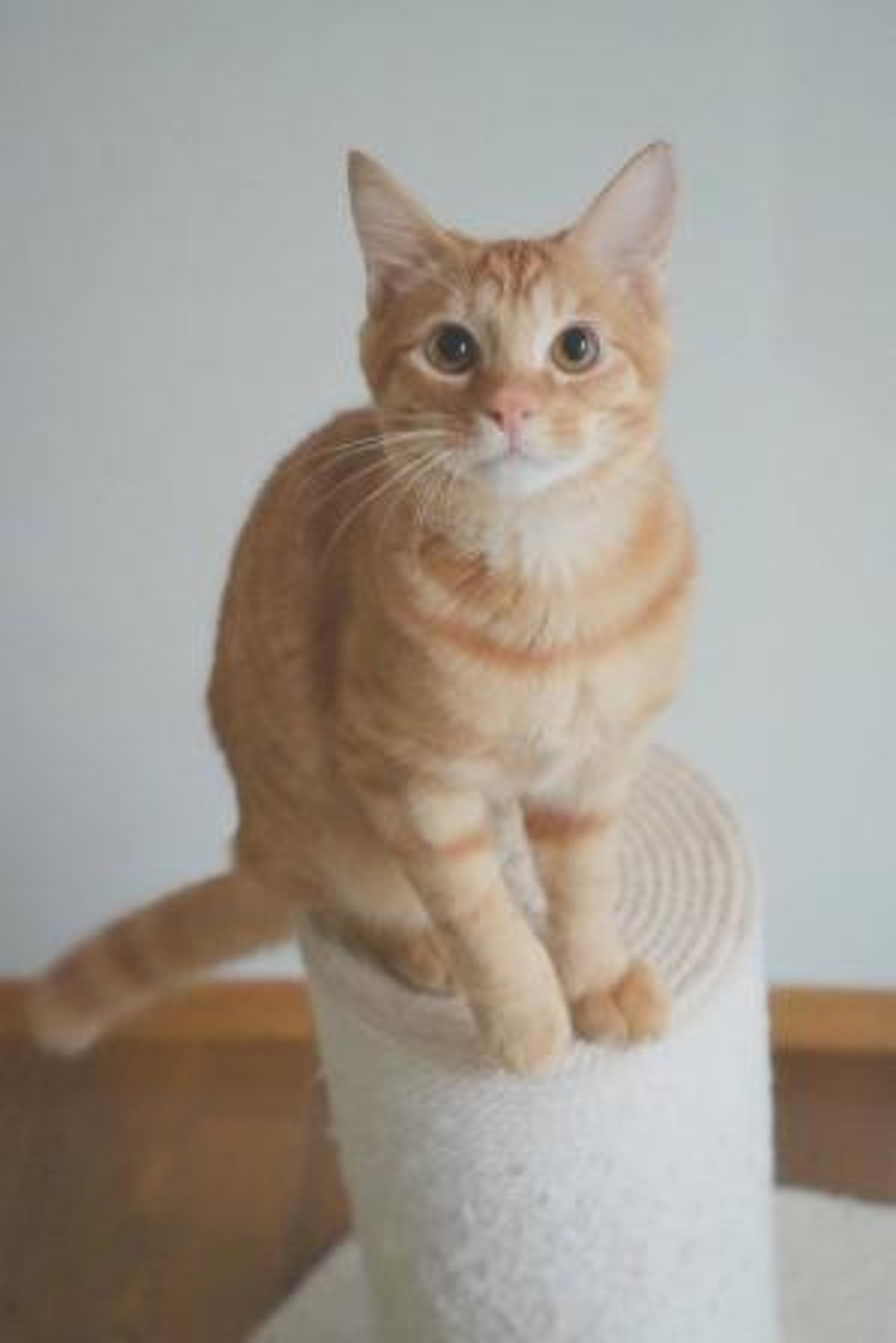 pet-image-6