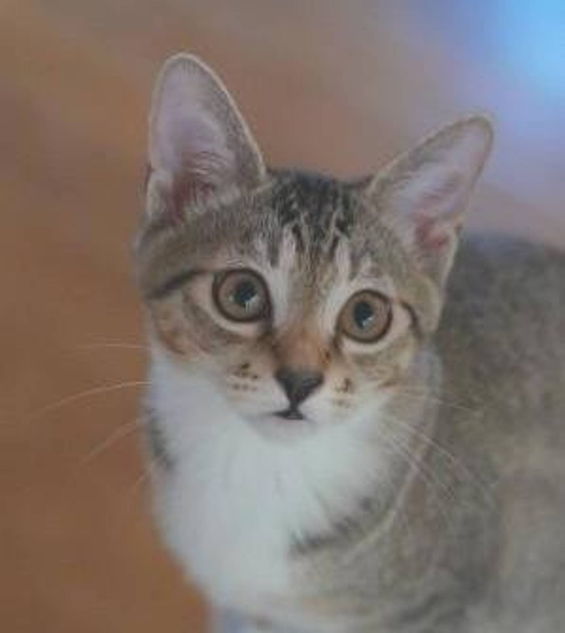 雑種（ミックス猫）・メスの里親募集の写真