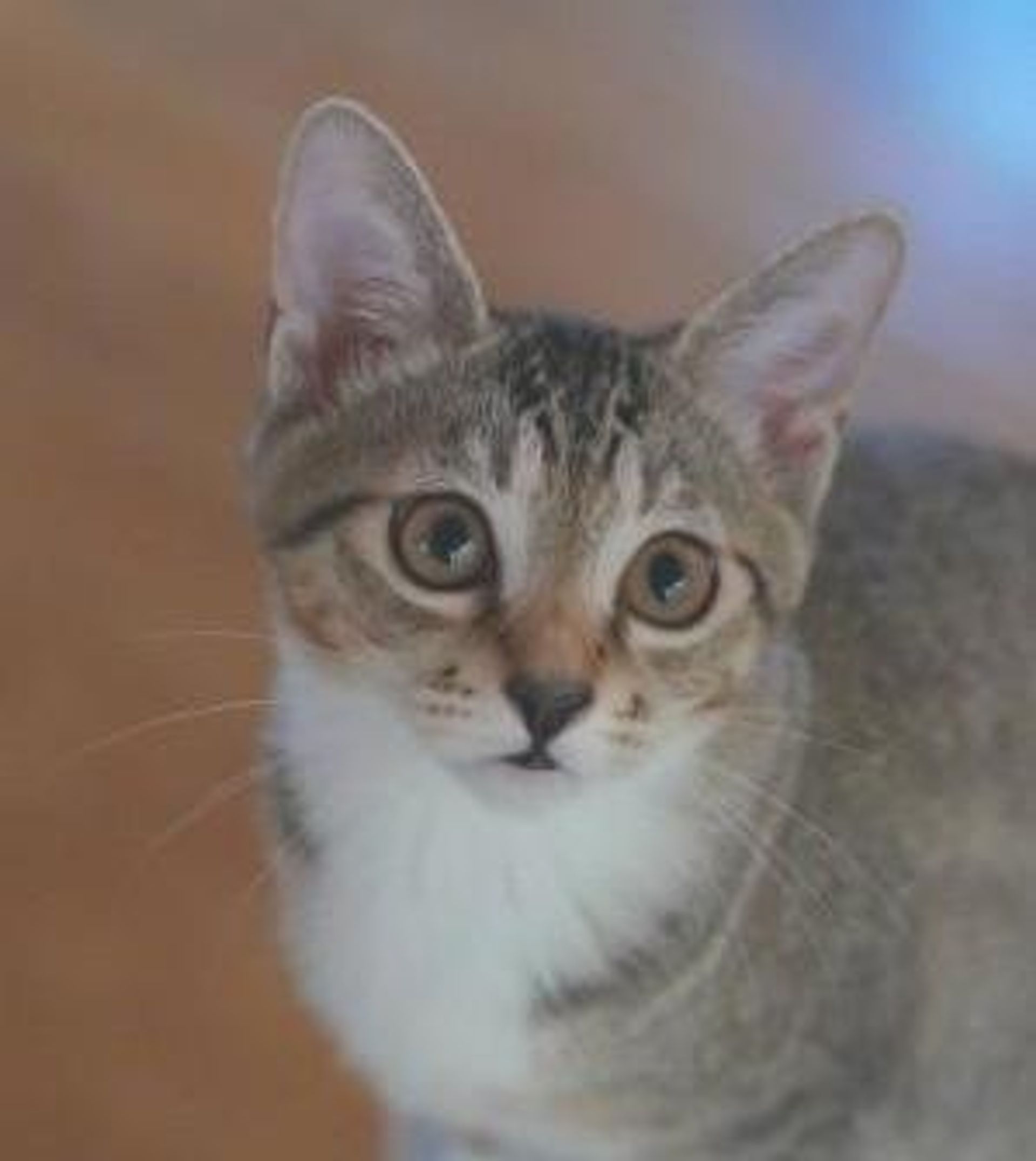 雑種（ミックス猫）・メスの里親募集の写真