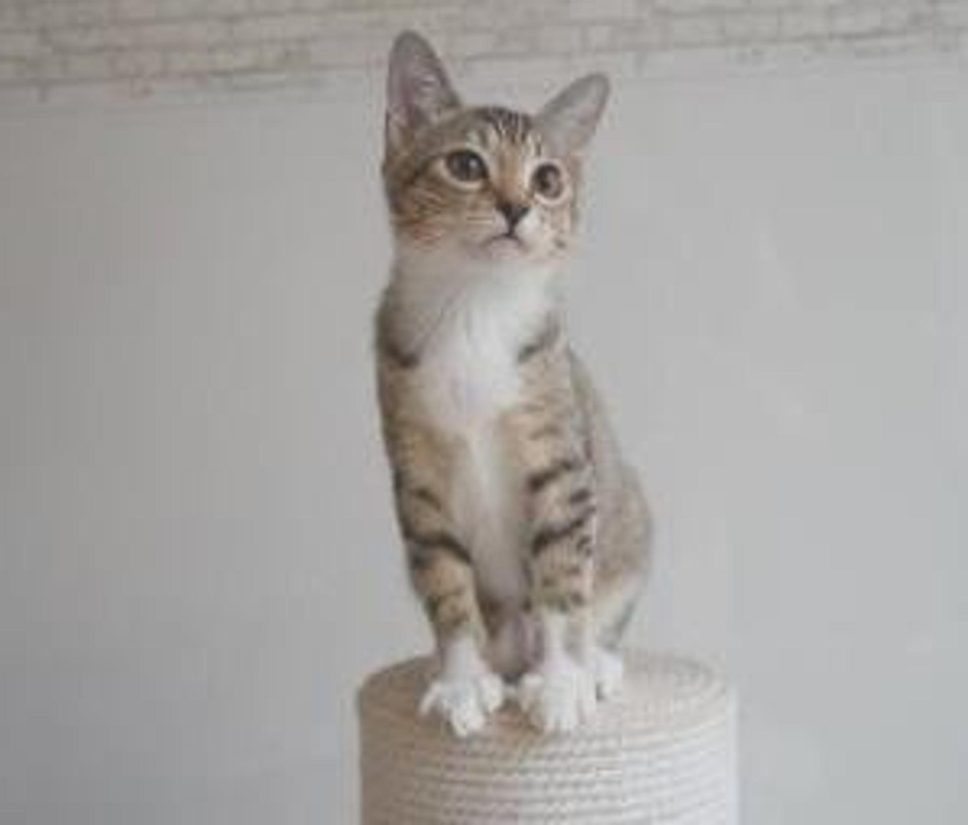 pet-image-4