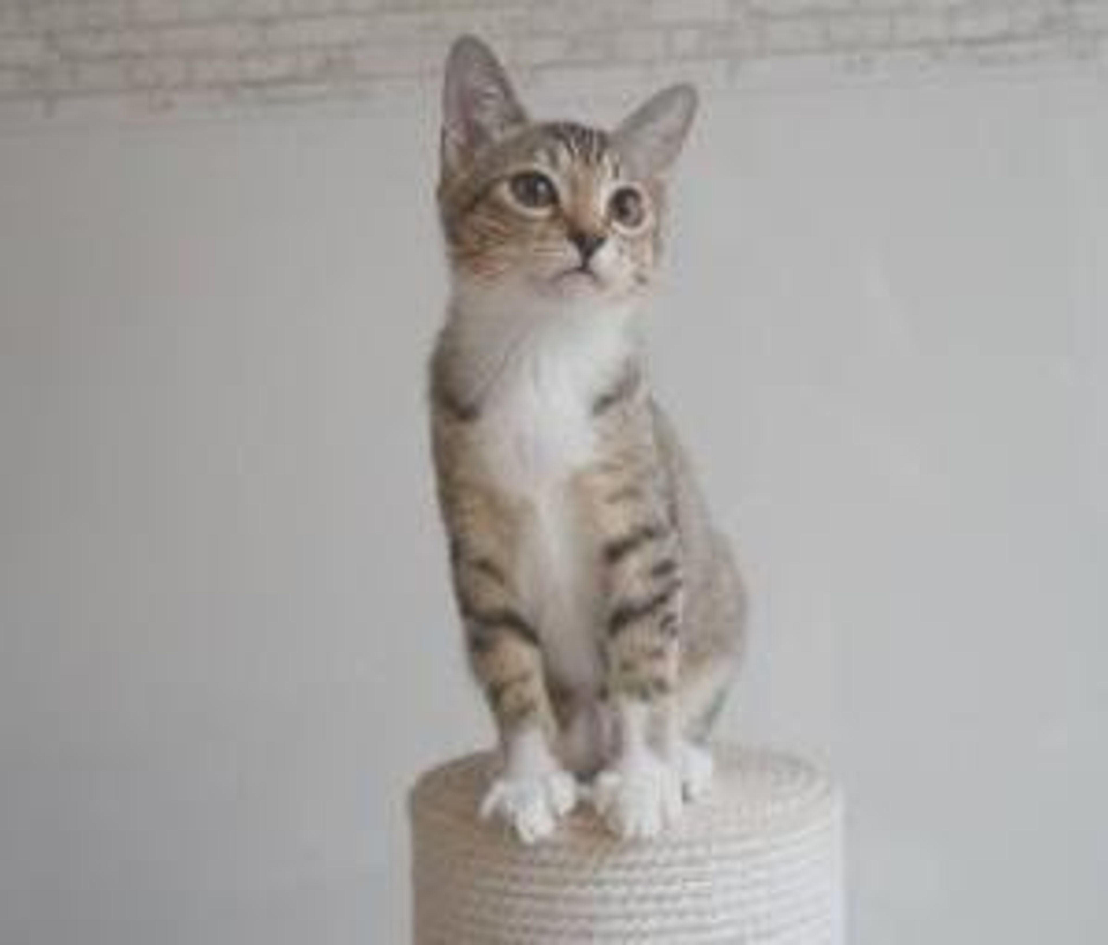 pet-image-4