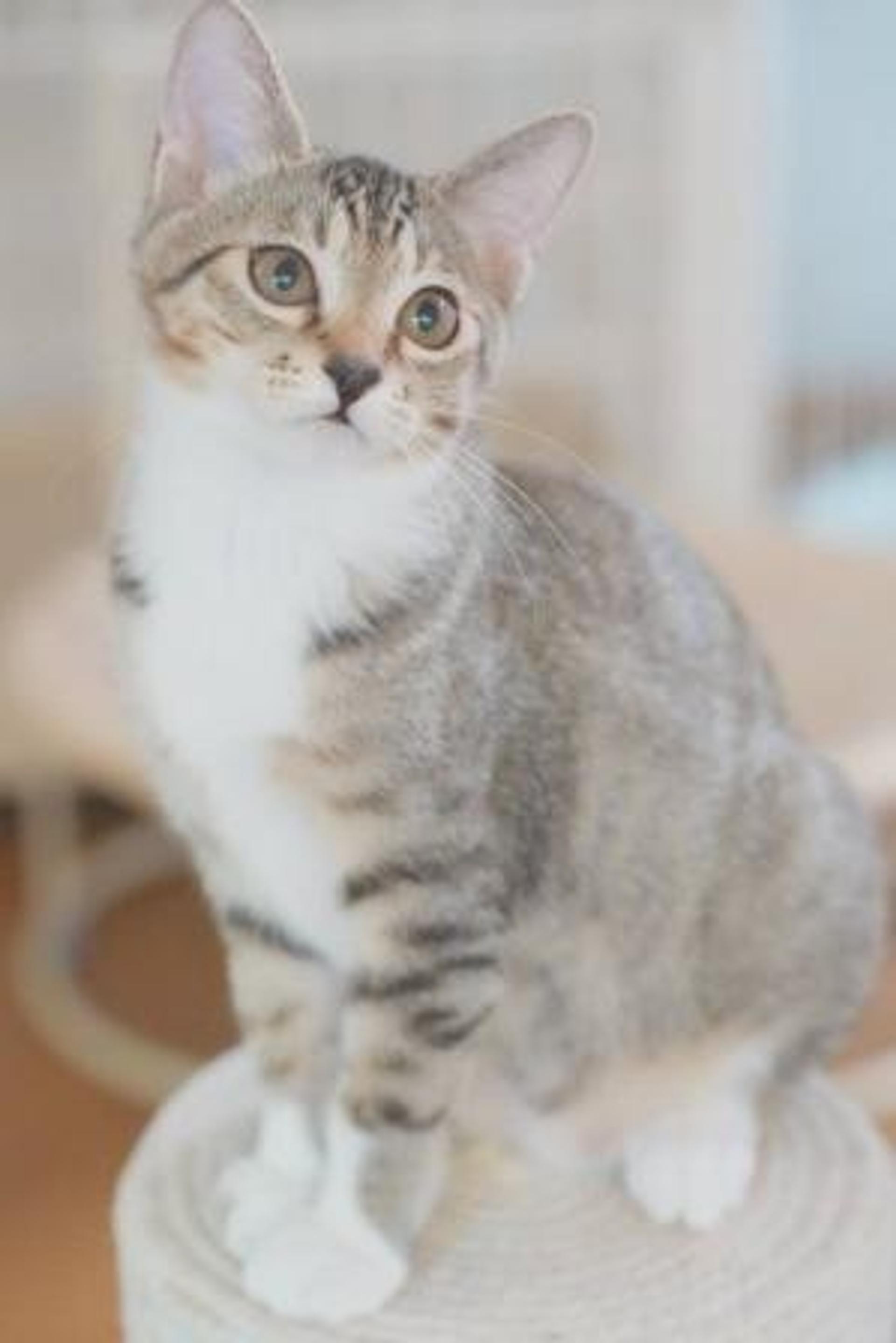 pet-image-5