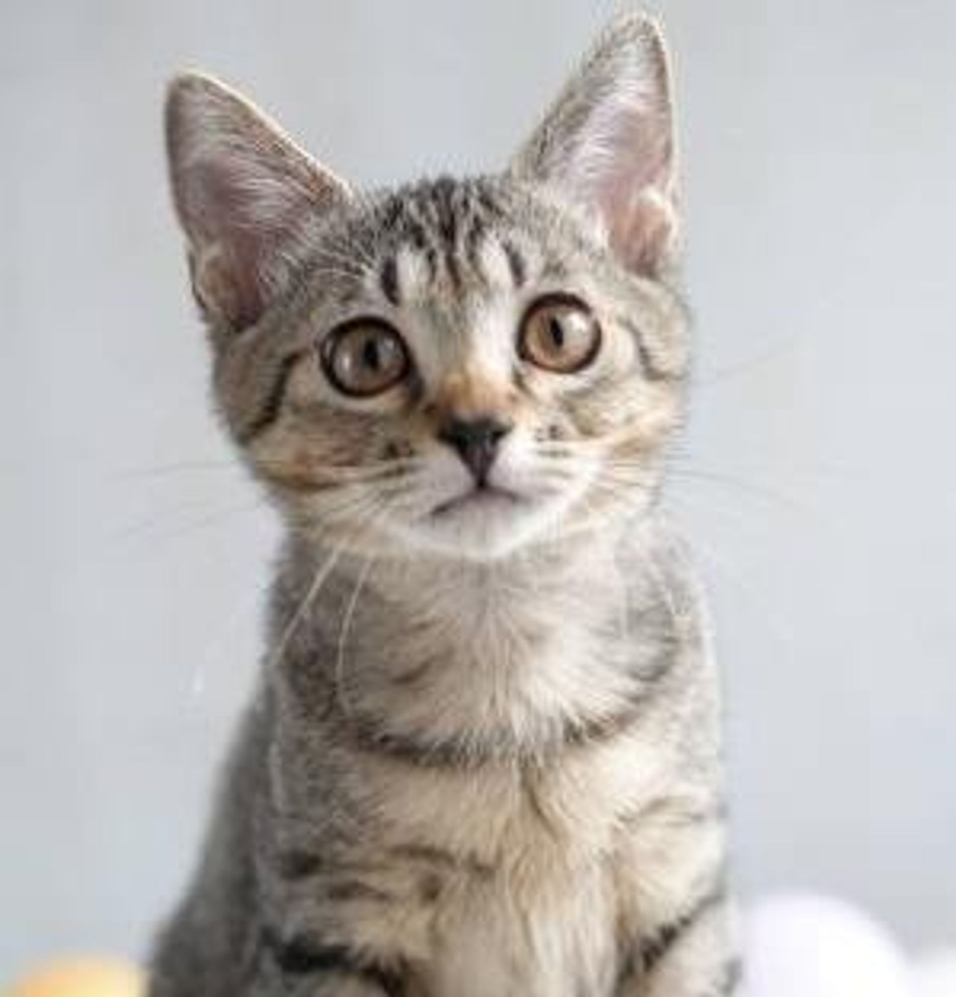 雑種（ミックス猫）・メスの里親募集の写真
