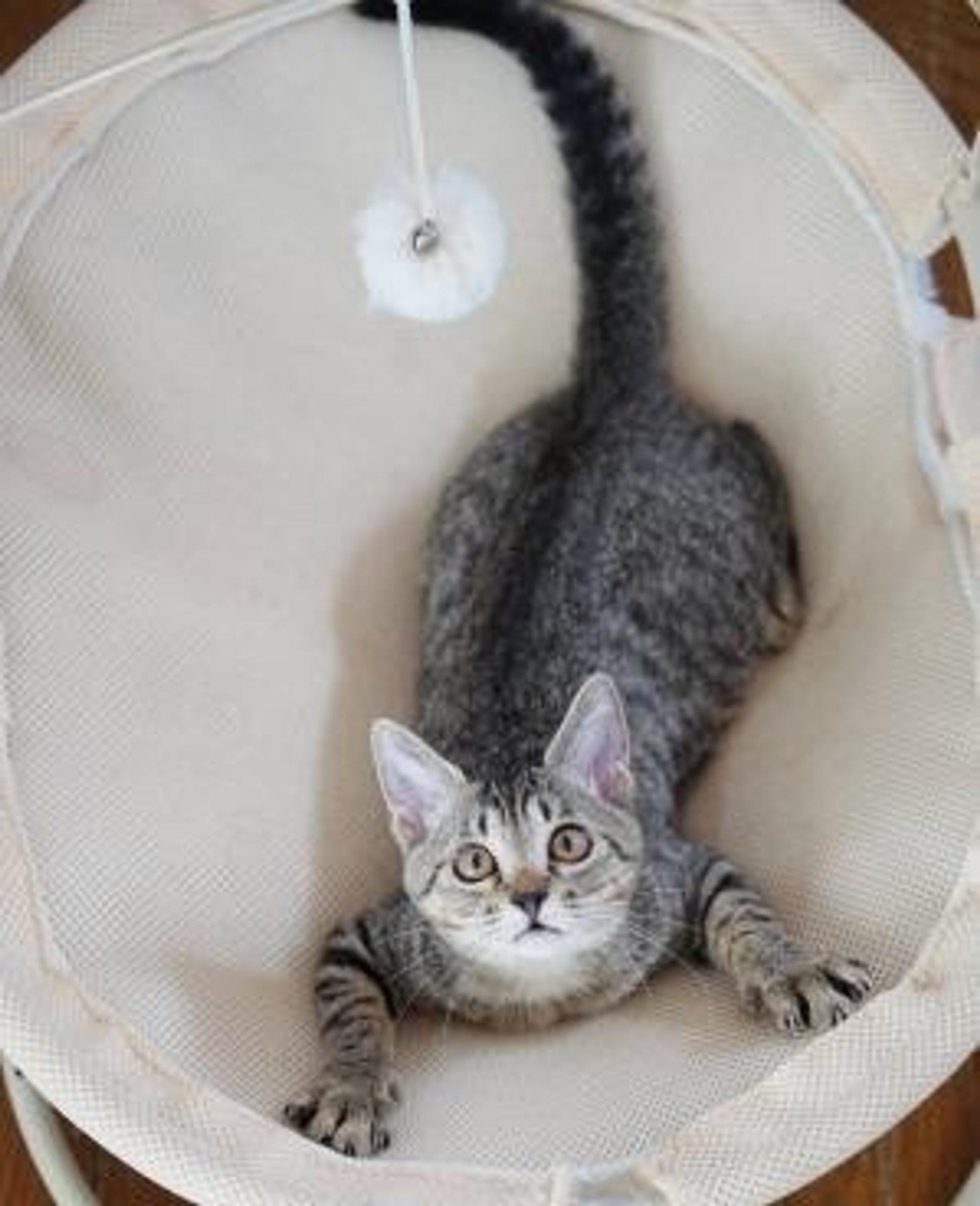 pet-image-3
