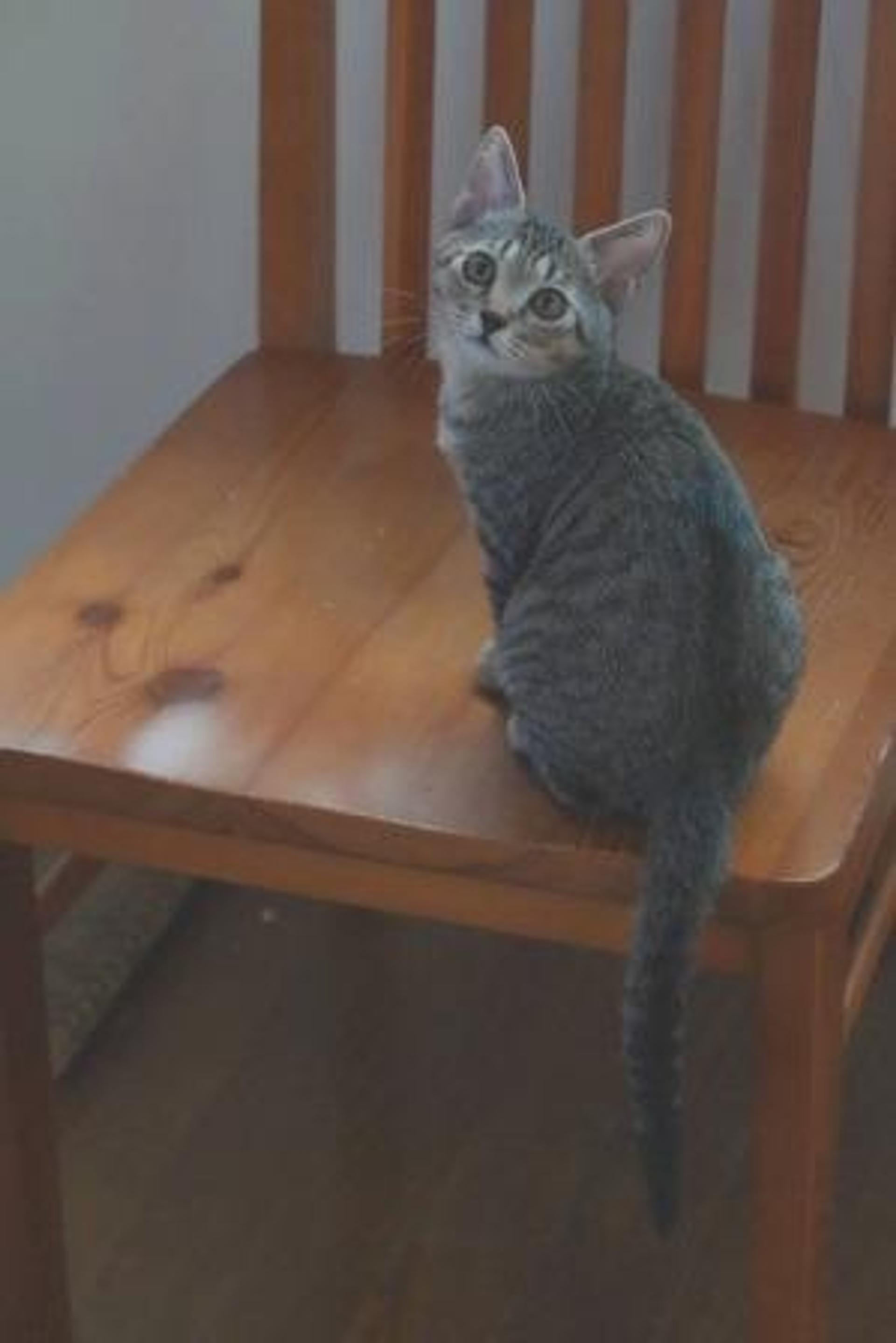 pet-image-5