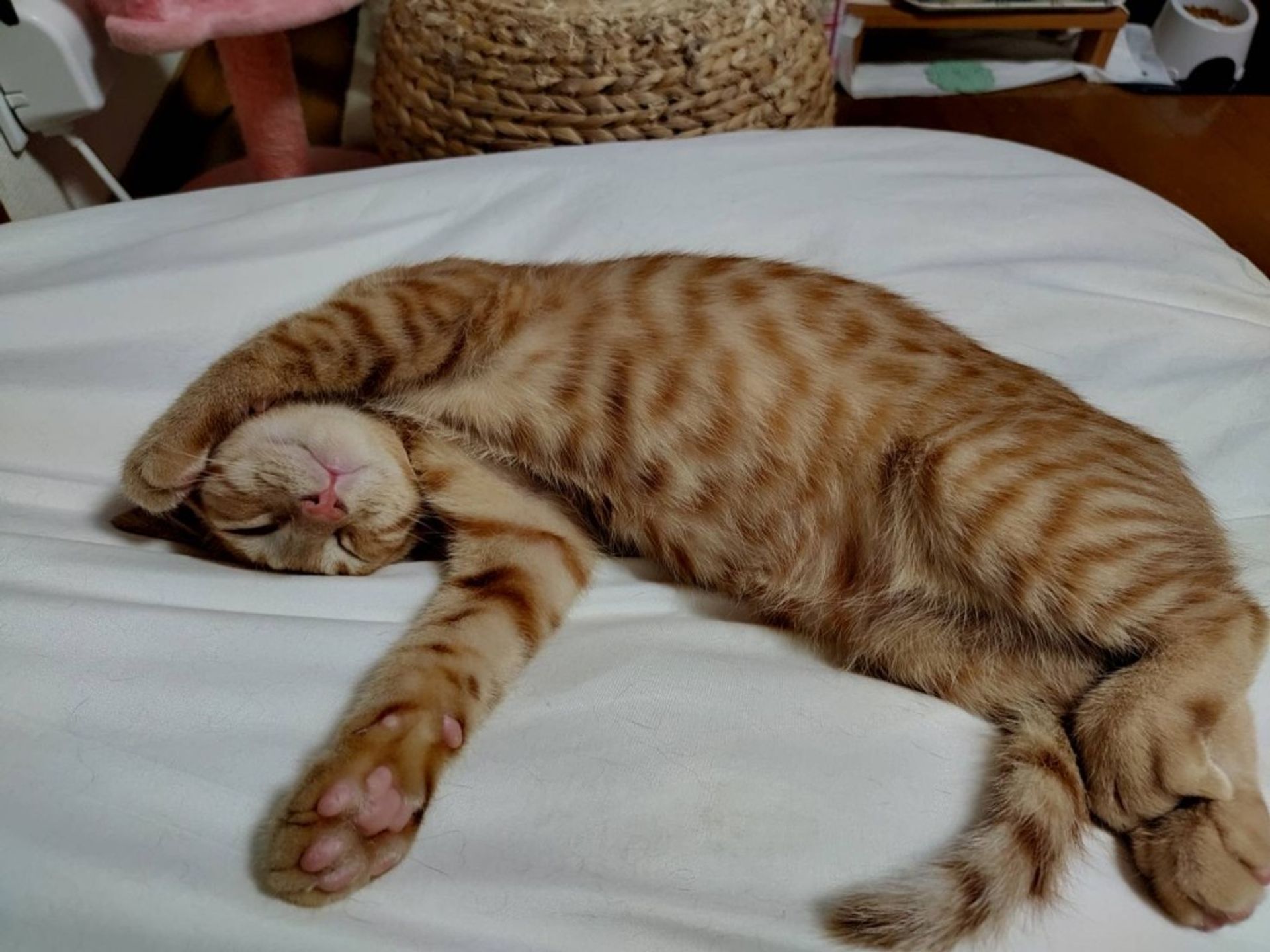 雑種（ミックス猫）・オスの里親募集の写真