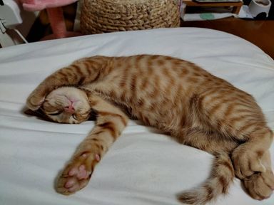 茶色くんの写真