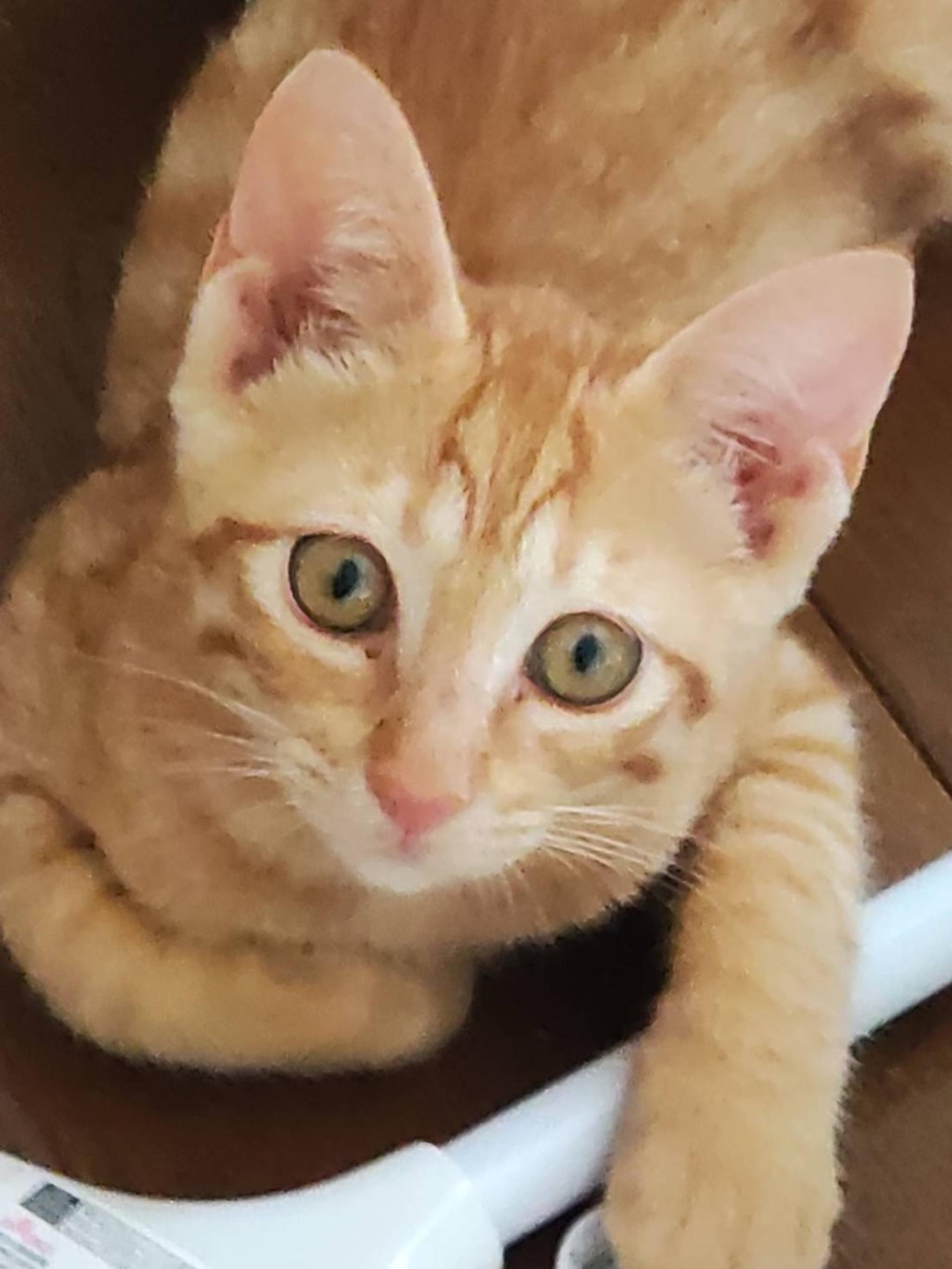 pet-image-4