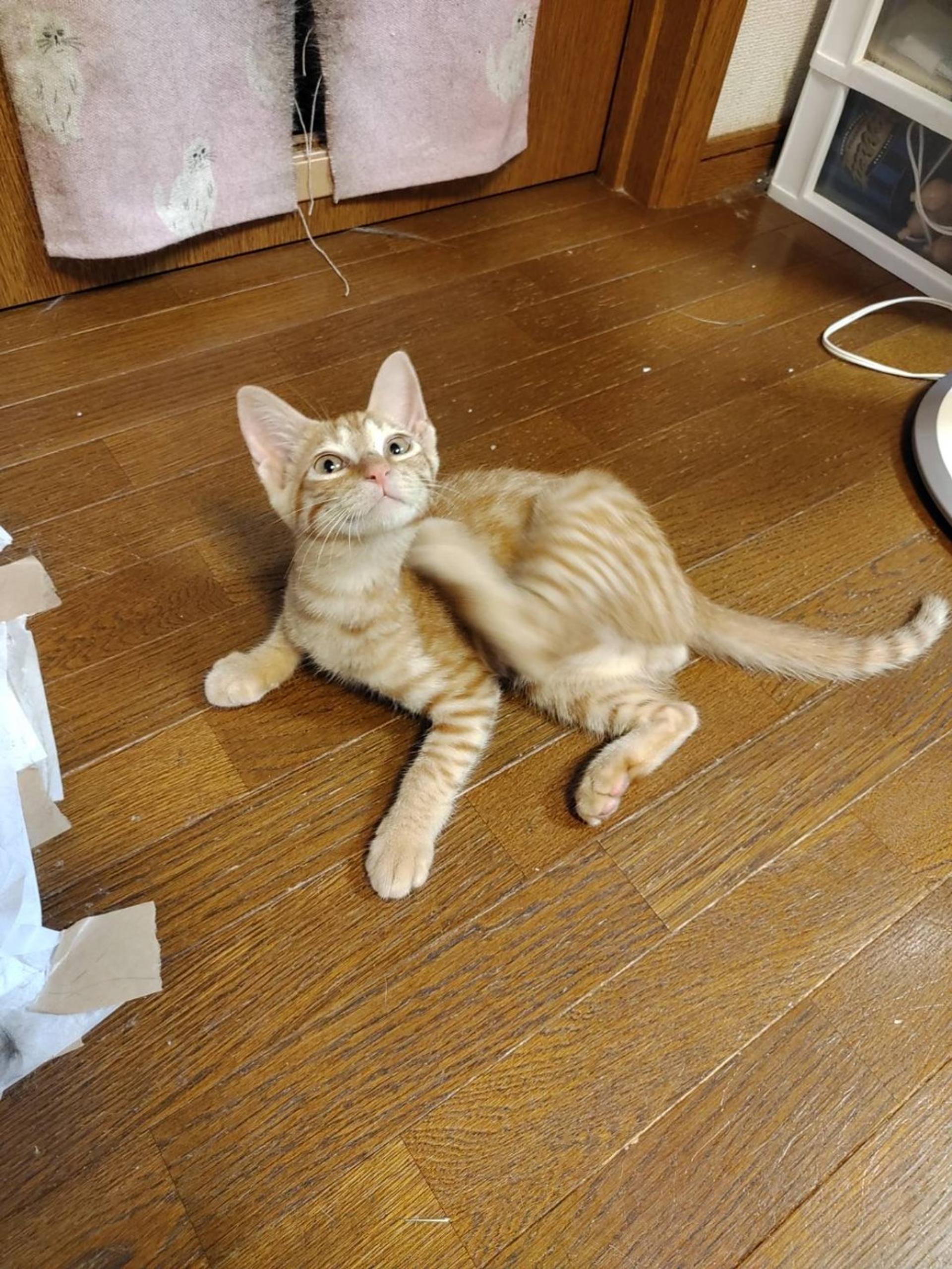 pet-image-5