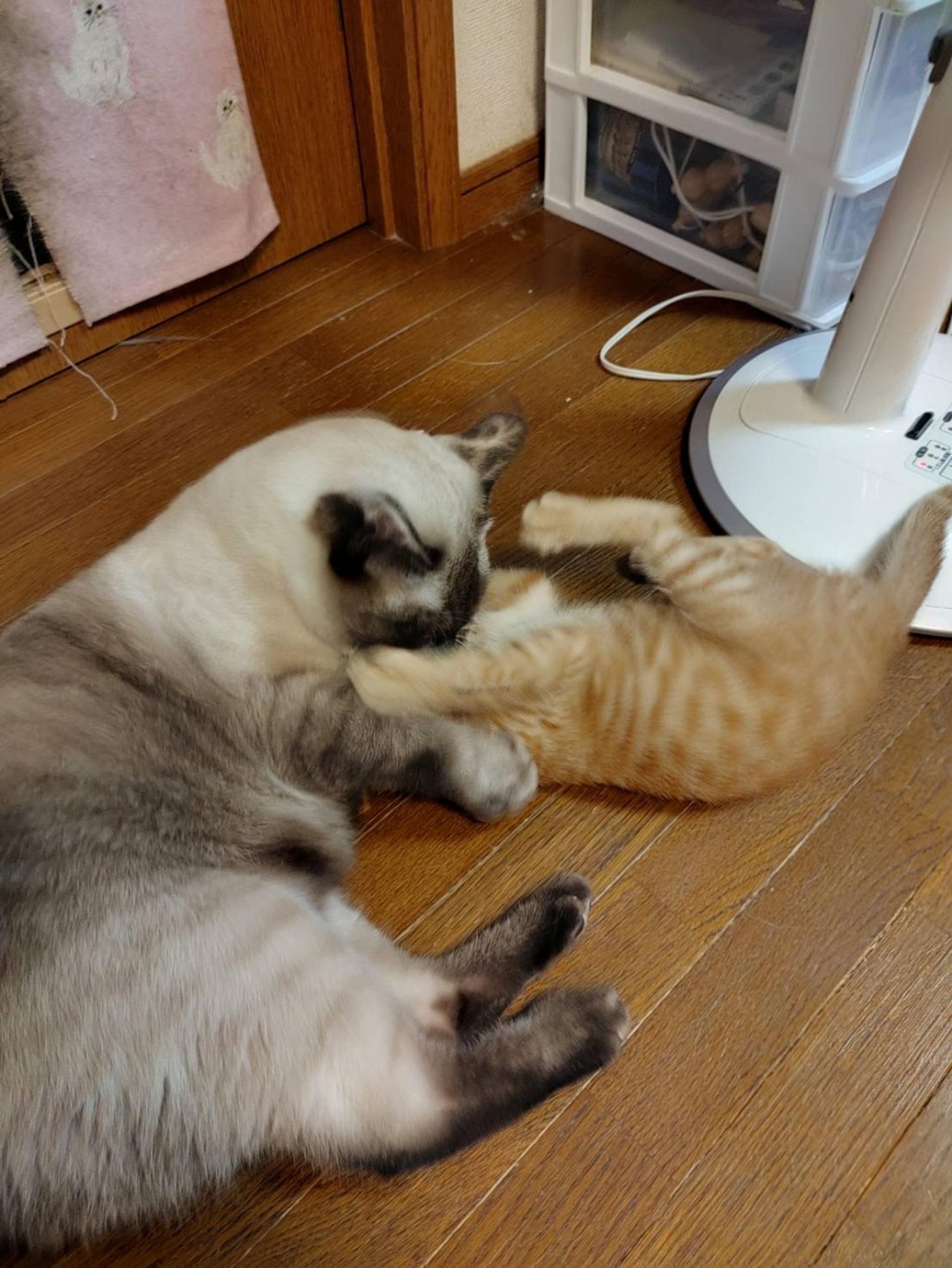 pet-image-6
