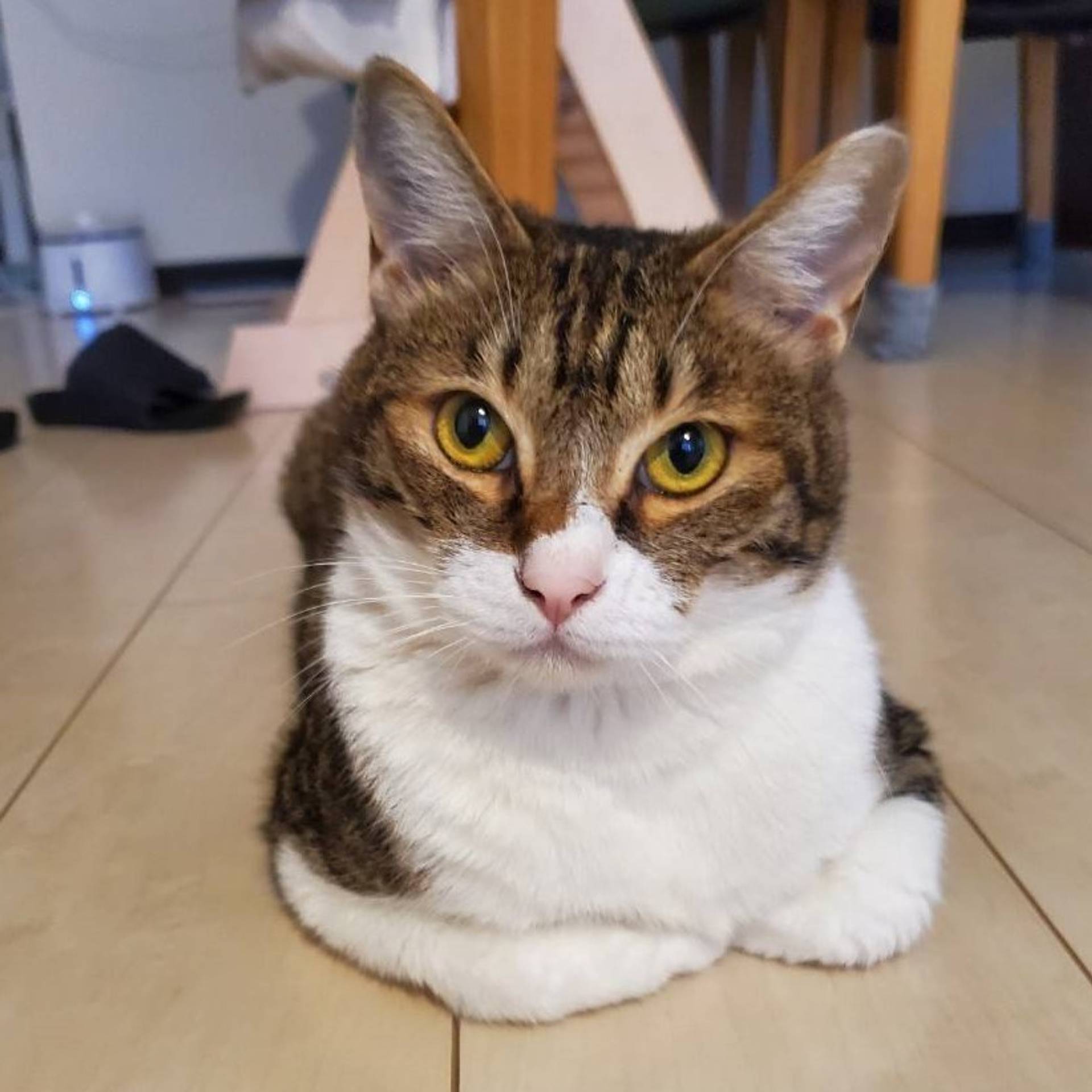 雑種（ミックス猫）・オスの里親募集の写真