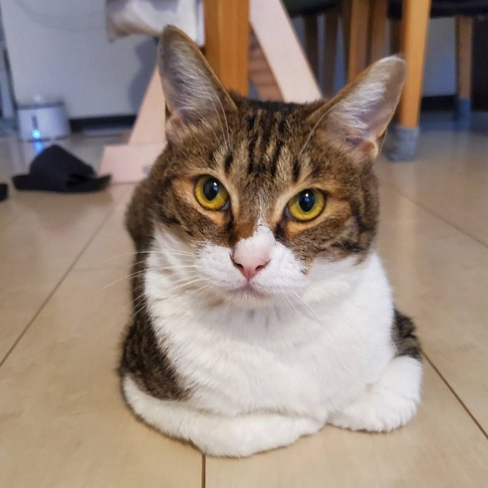雑種（ミックス猫）・オスの里親募集の写真