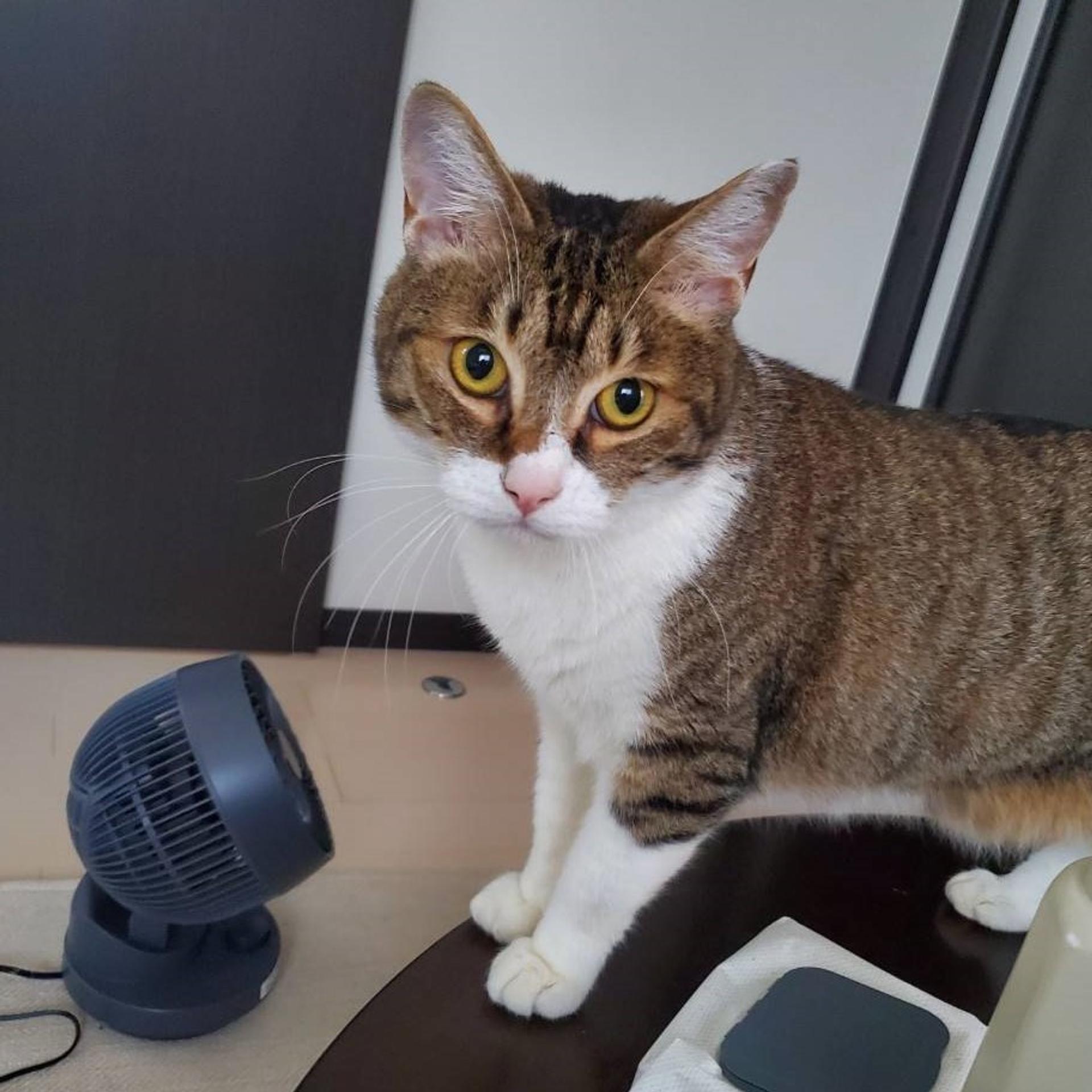 pet-image-5
