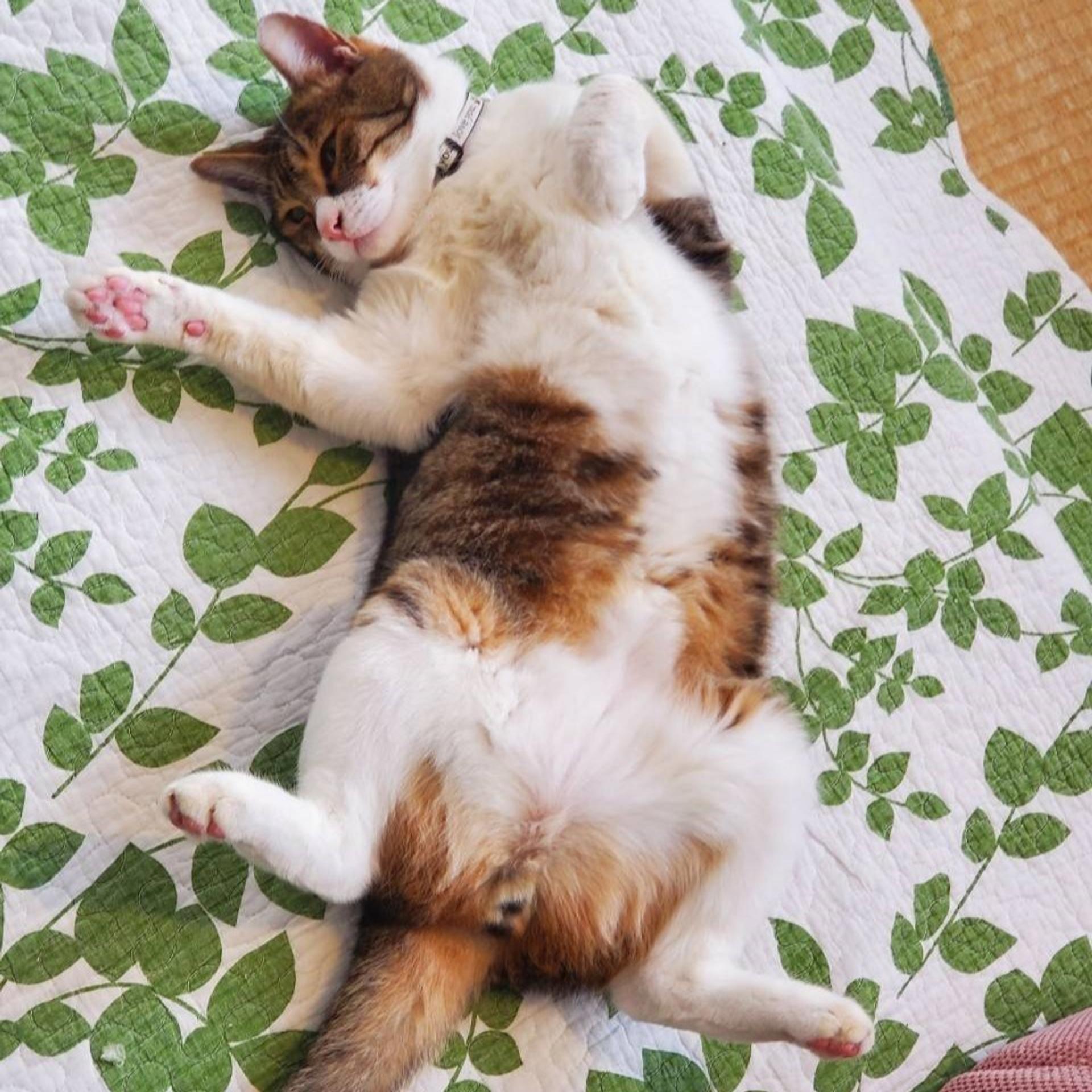 pet-image-9
