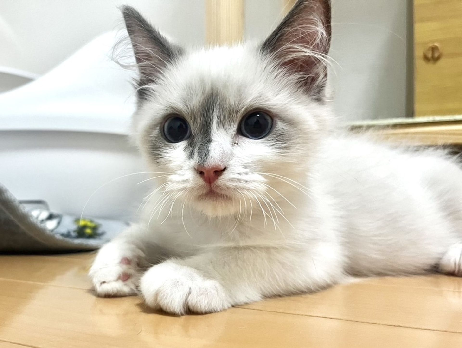 ラグドール・オスの里親募集の写真