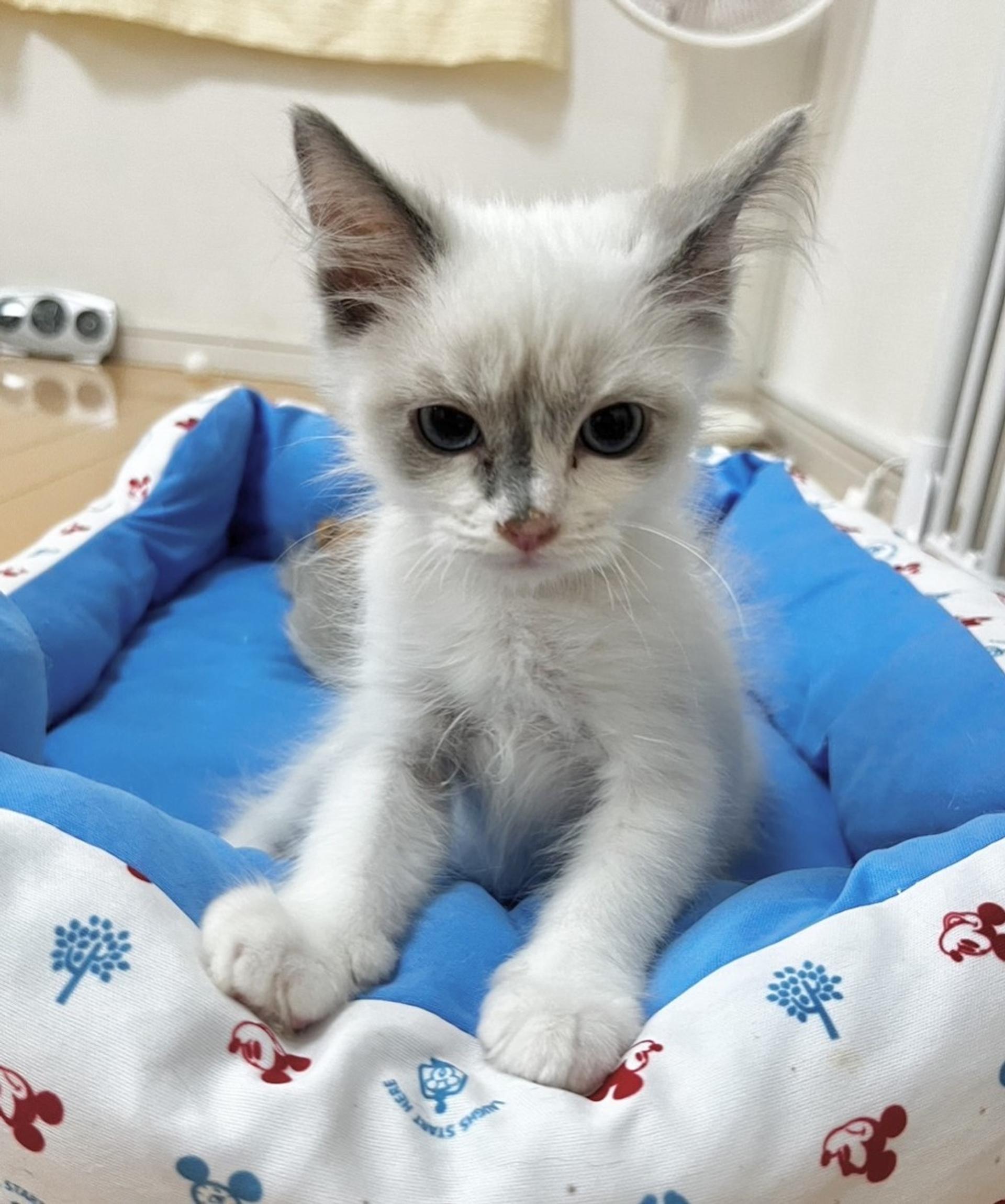 pet-image-2