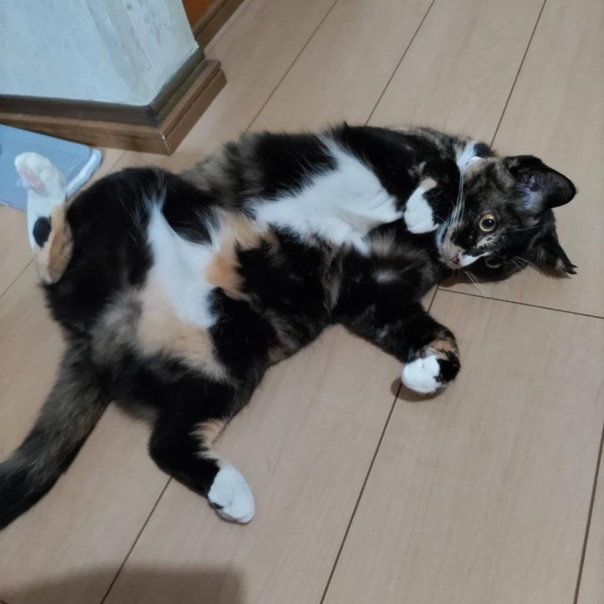 pet-image-4
