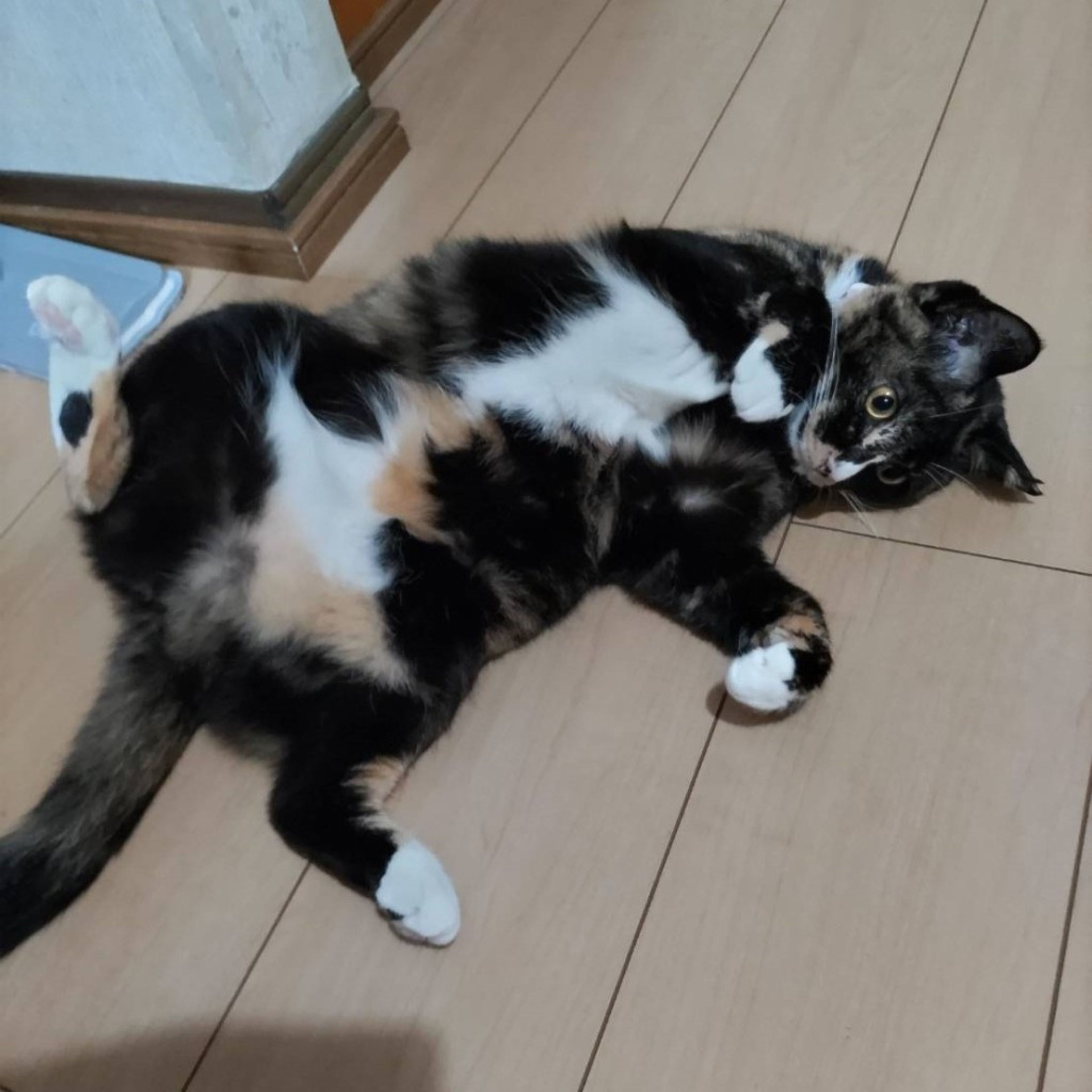 pet-image-4