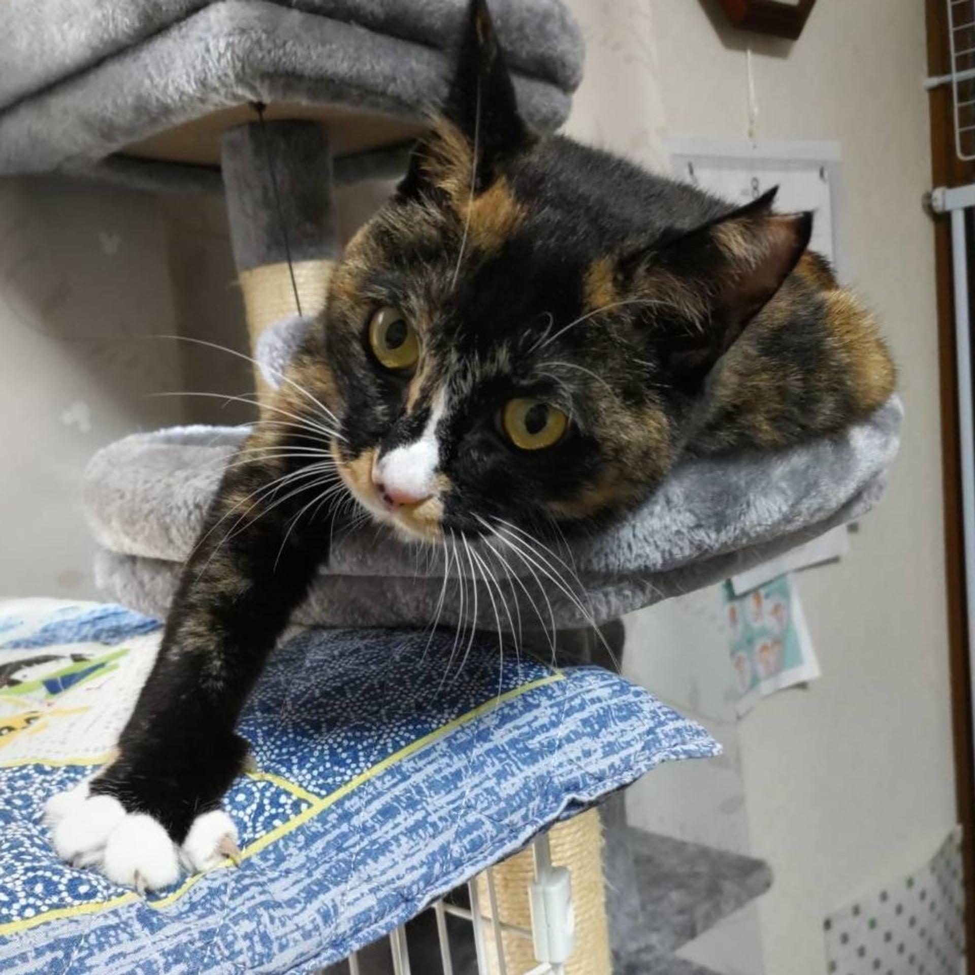 pet-image-5