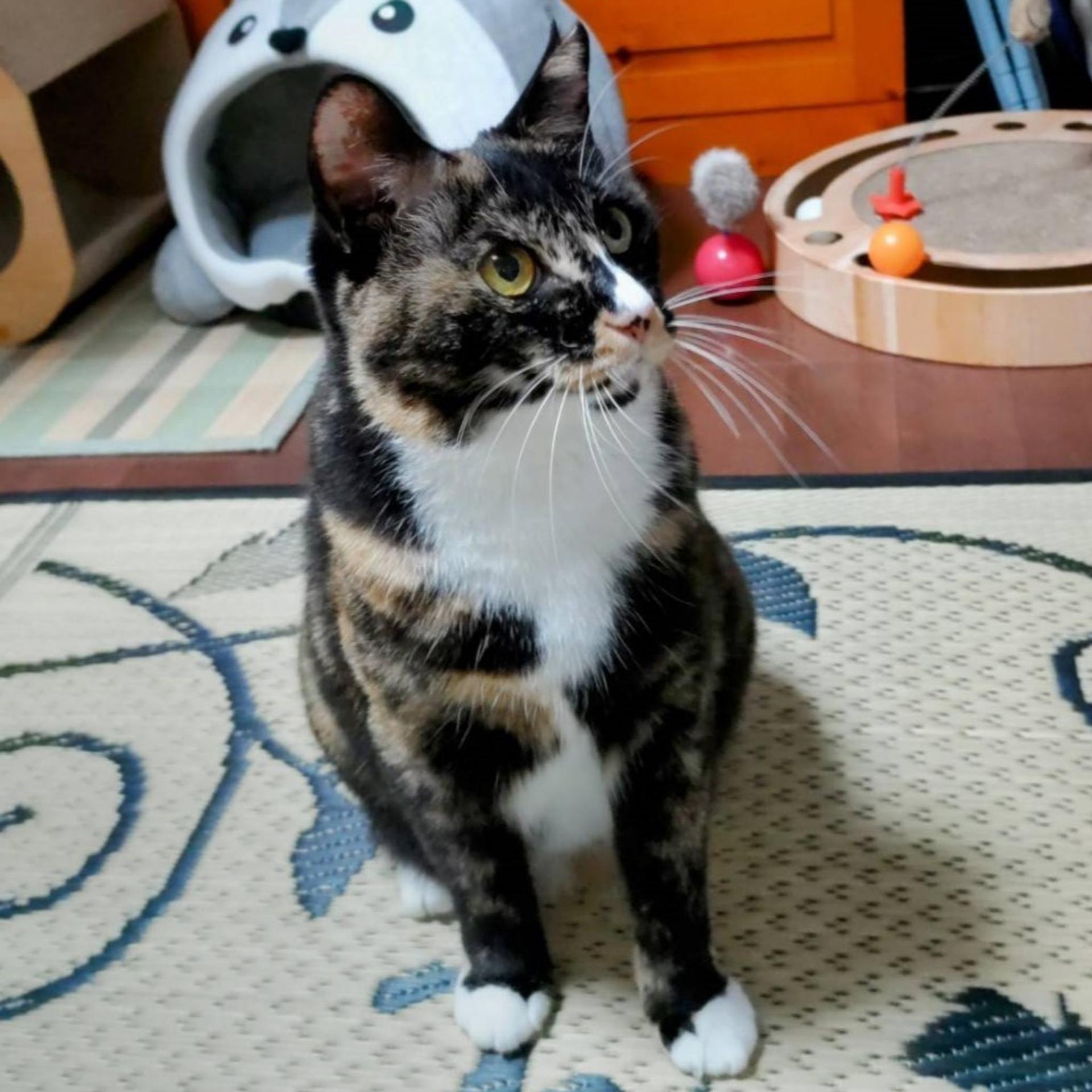 pet-image-8
