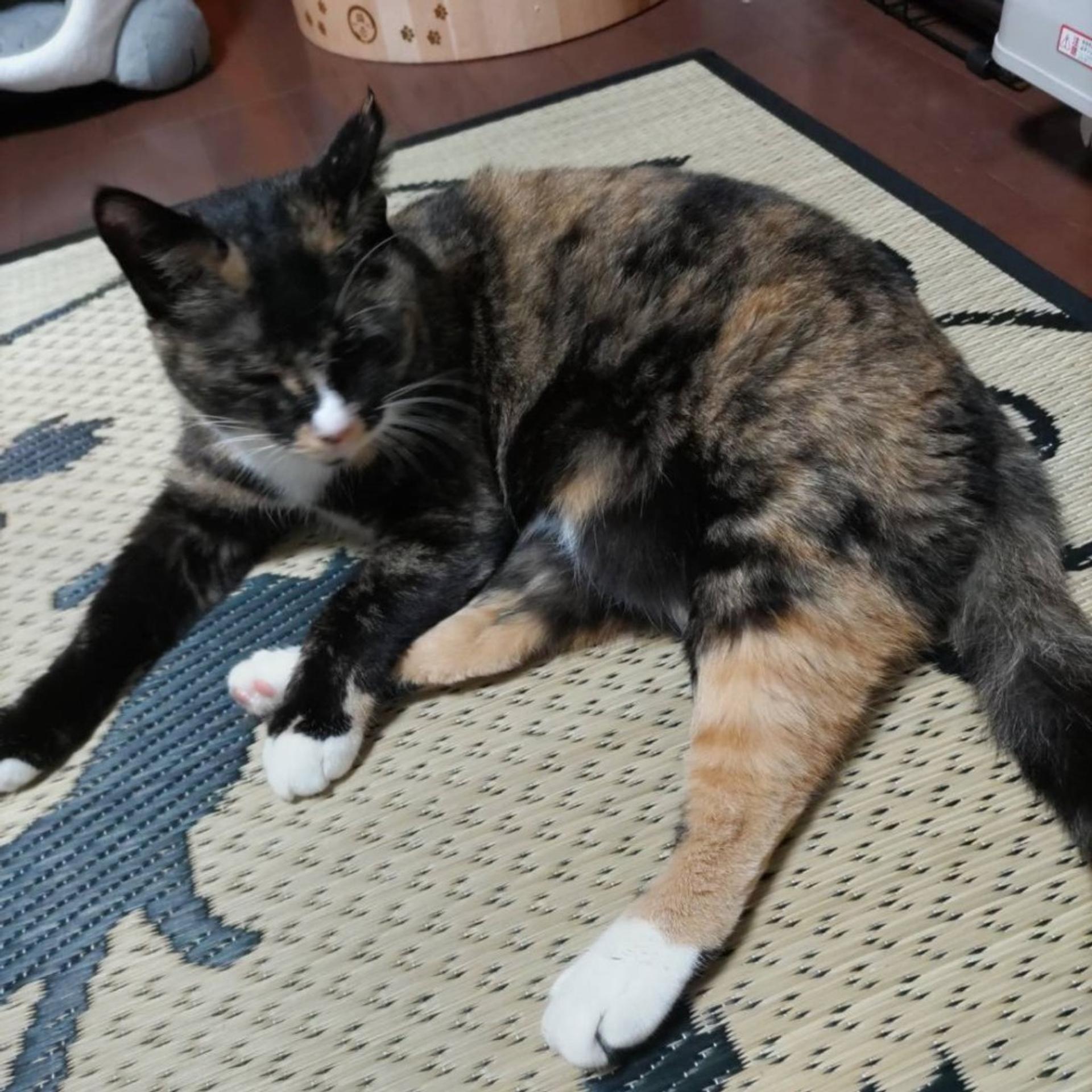 pet-image-6