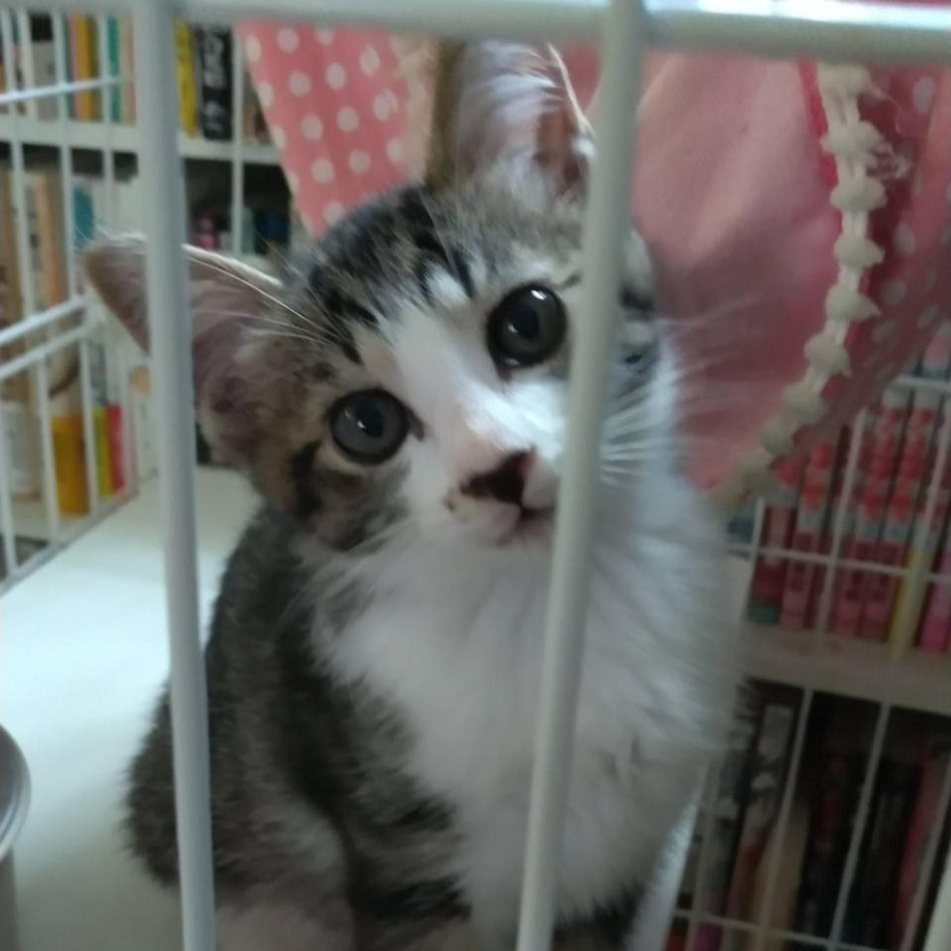 pet-image-2