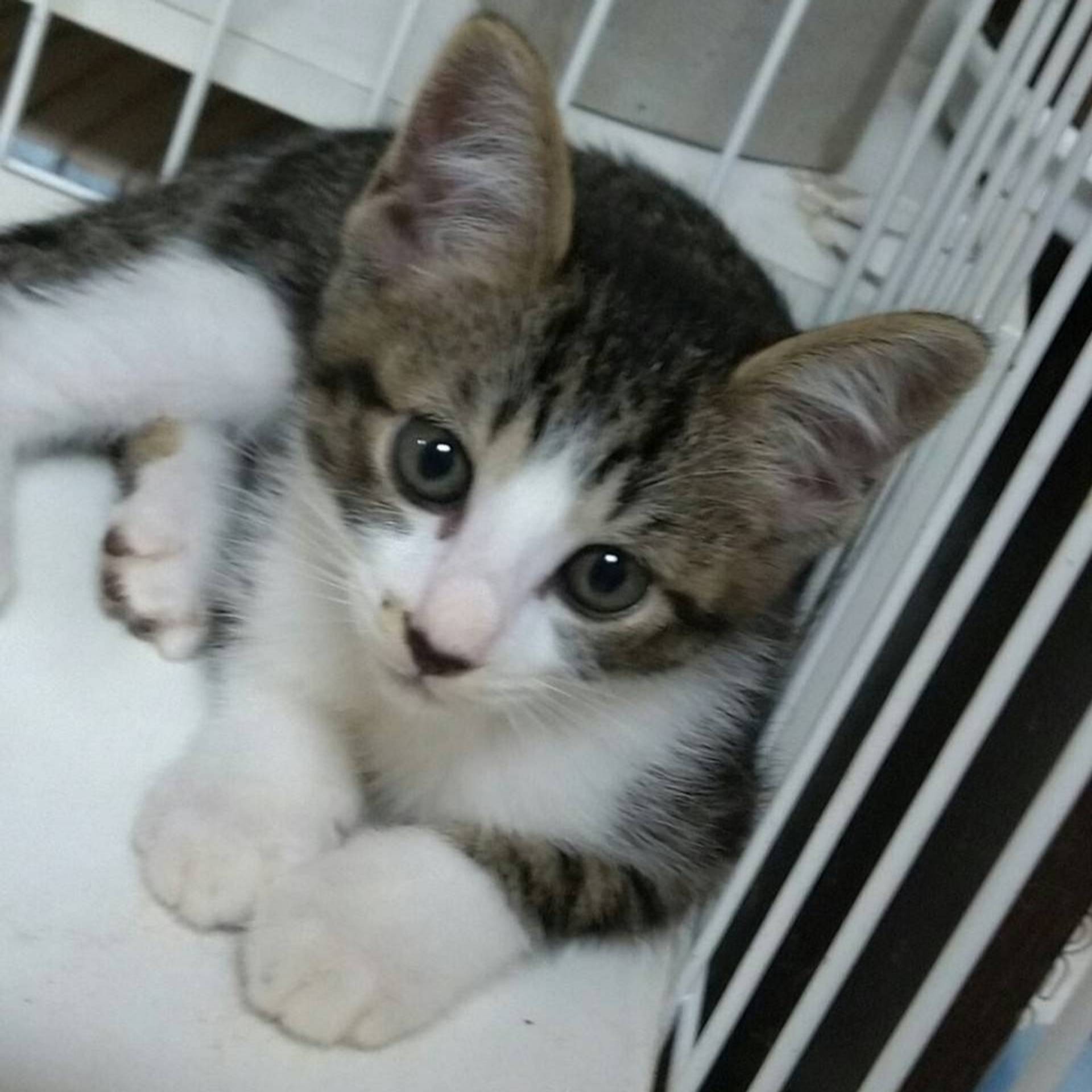 雑種（ミックス猫）・メスの里親募集の写真