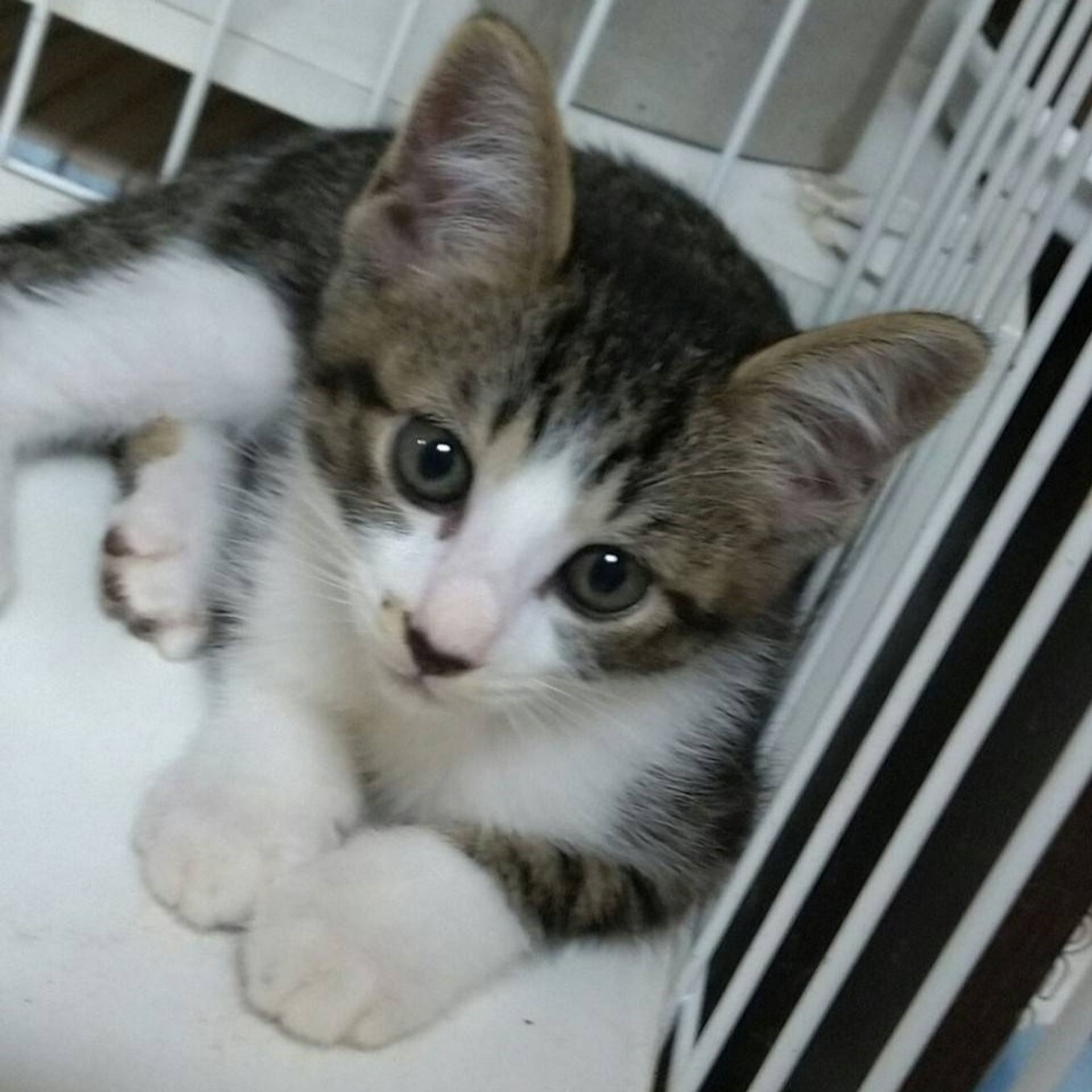雑種（ミックス猫）・メスの里親募集の写真