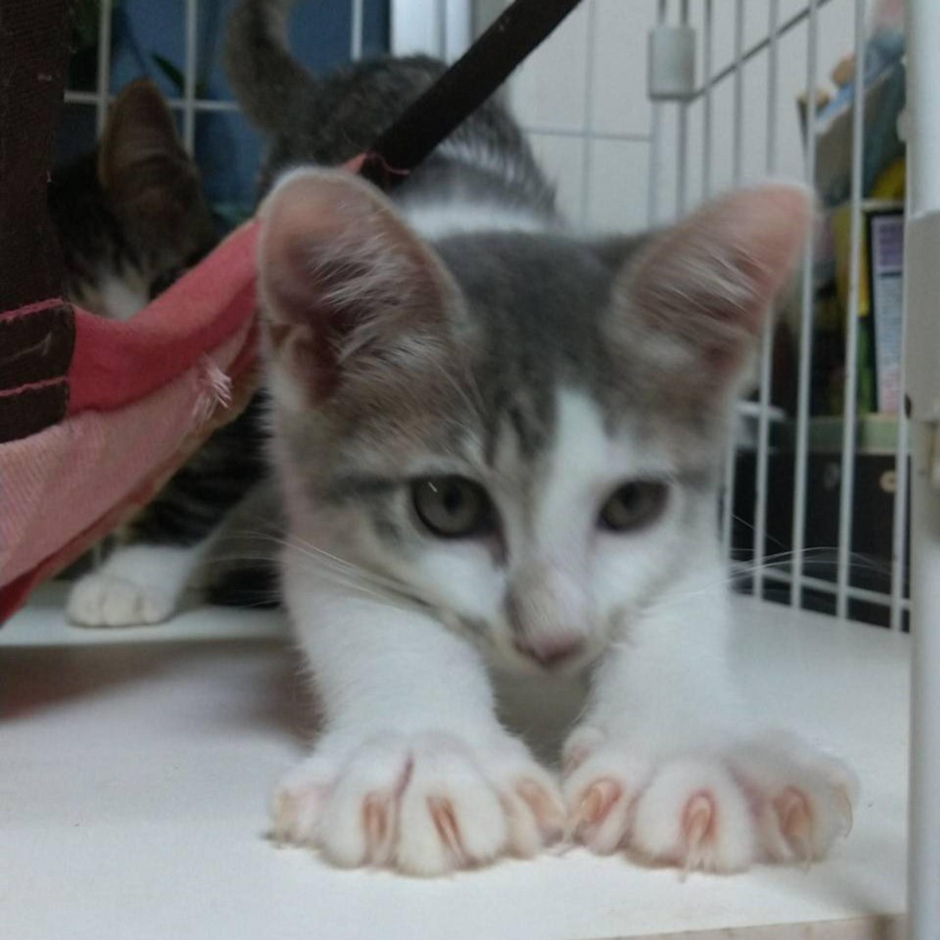 pet-image-3