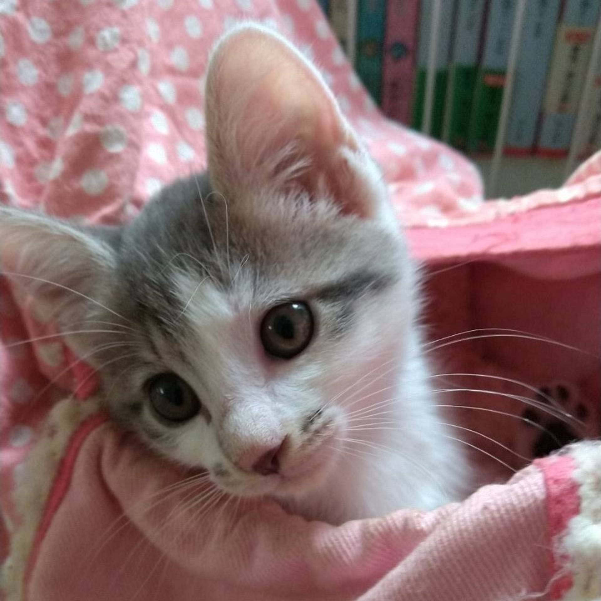 雑種（ミックス猫）・メスの里親募集の写真