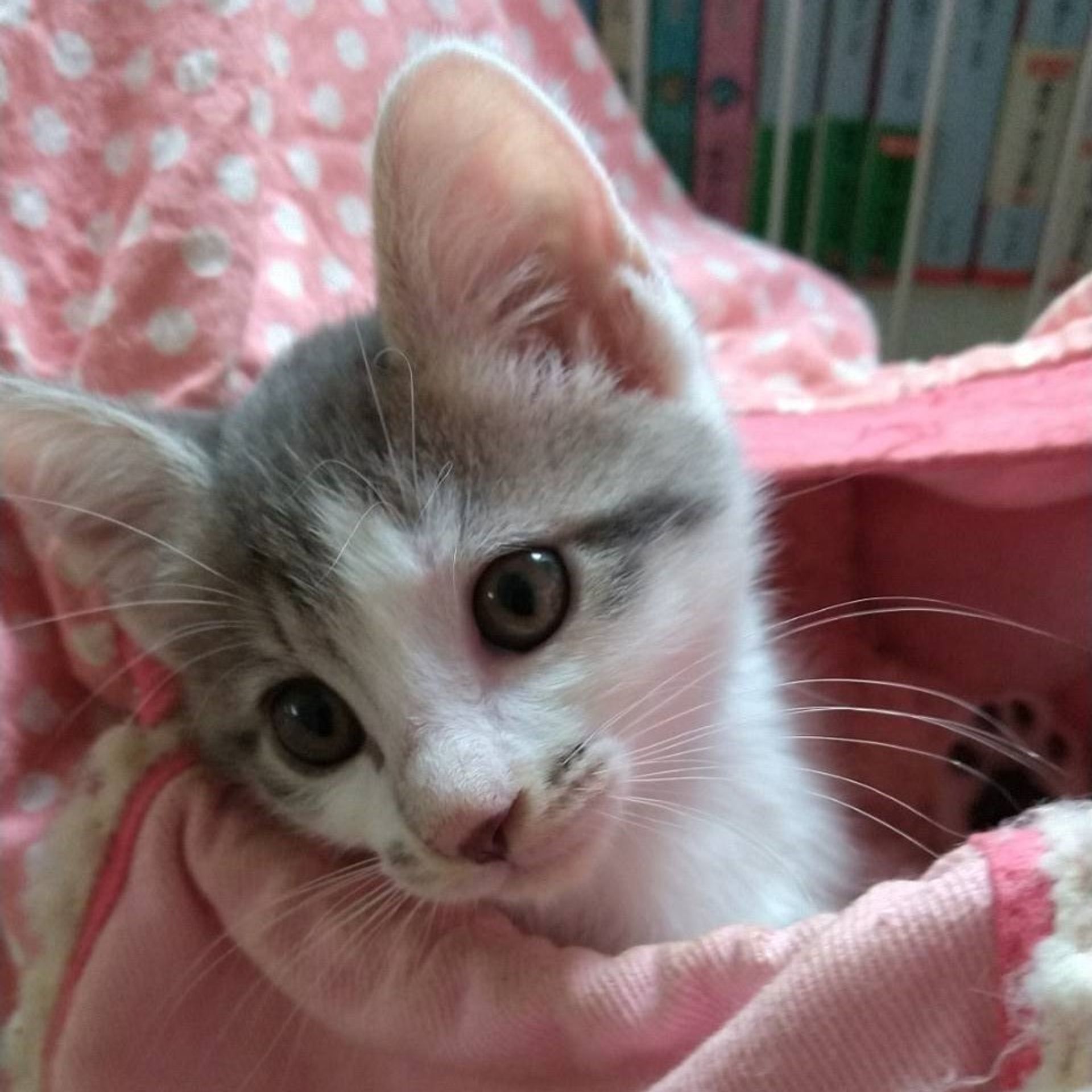 雑種（ミックス猫）・メスの里親募集の写真