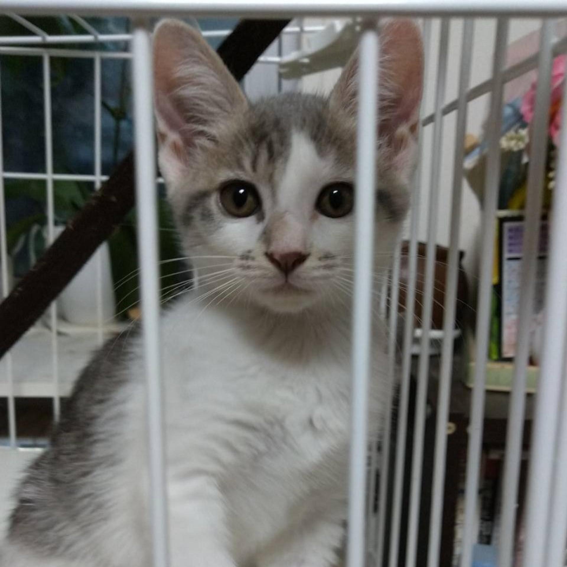 pet-image-2