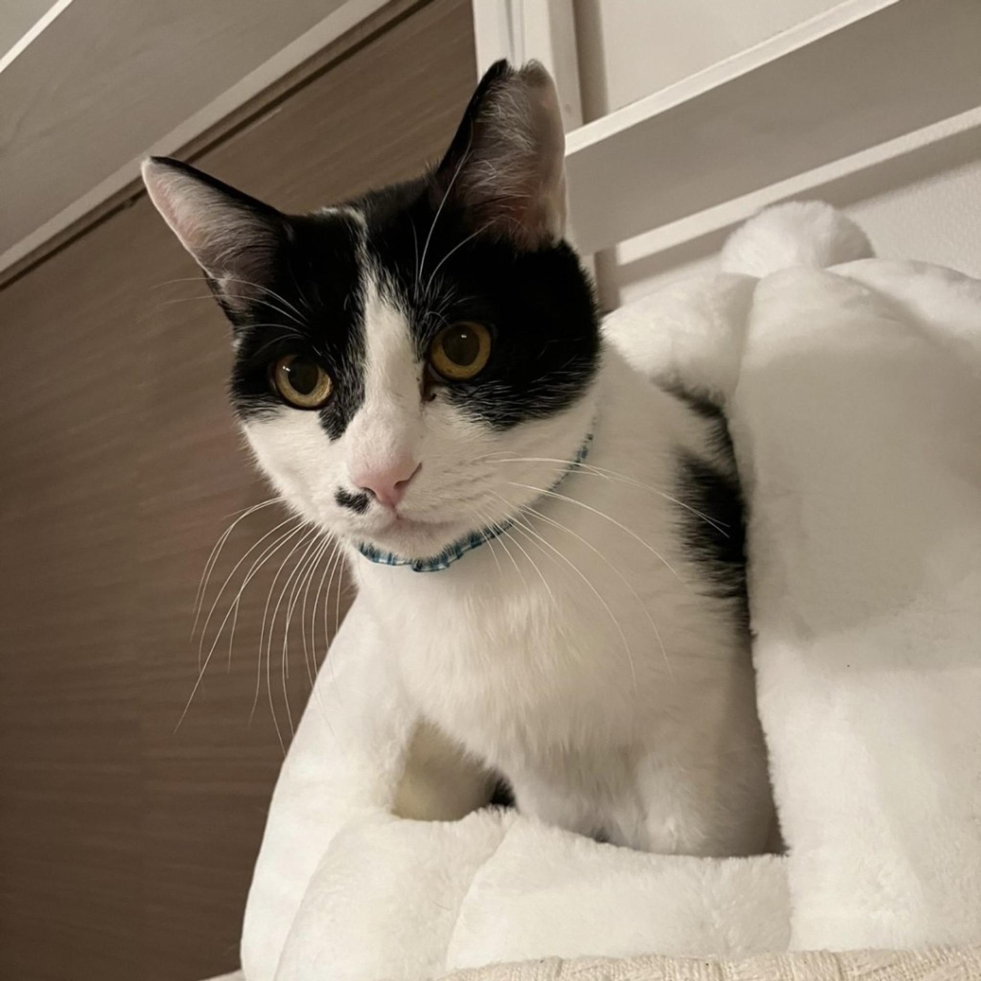 pet-image-4