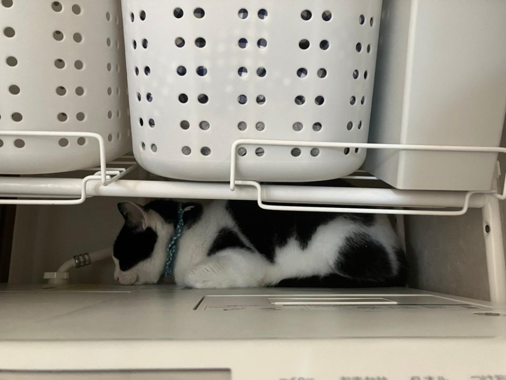 pet-image-5