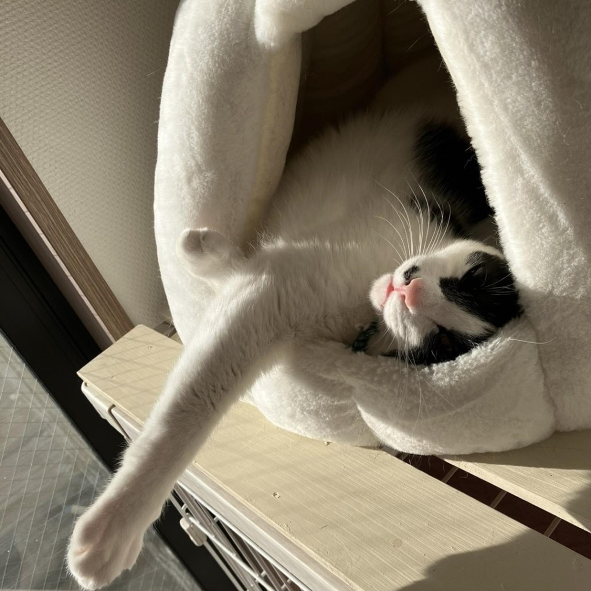pet-image-6