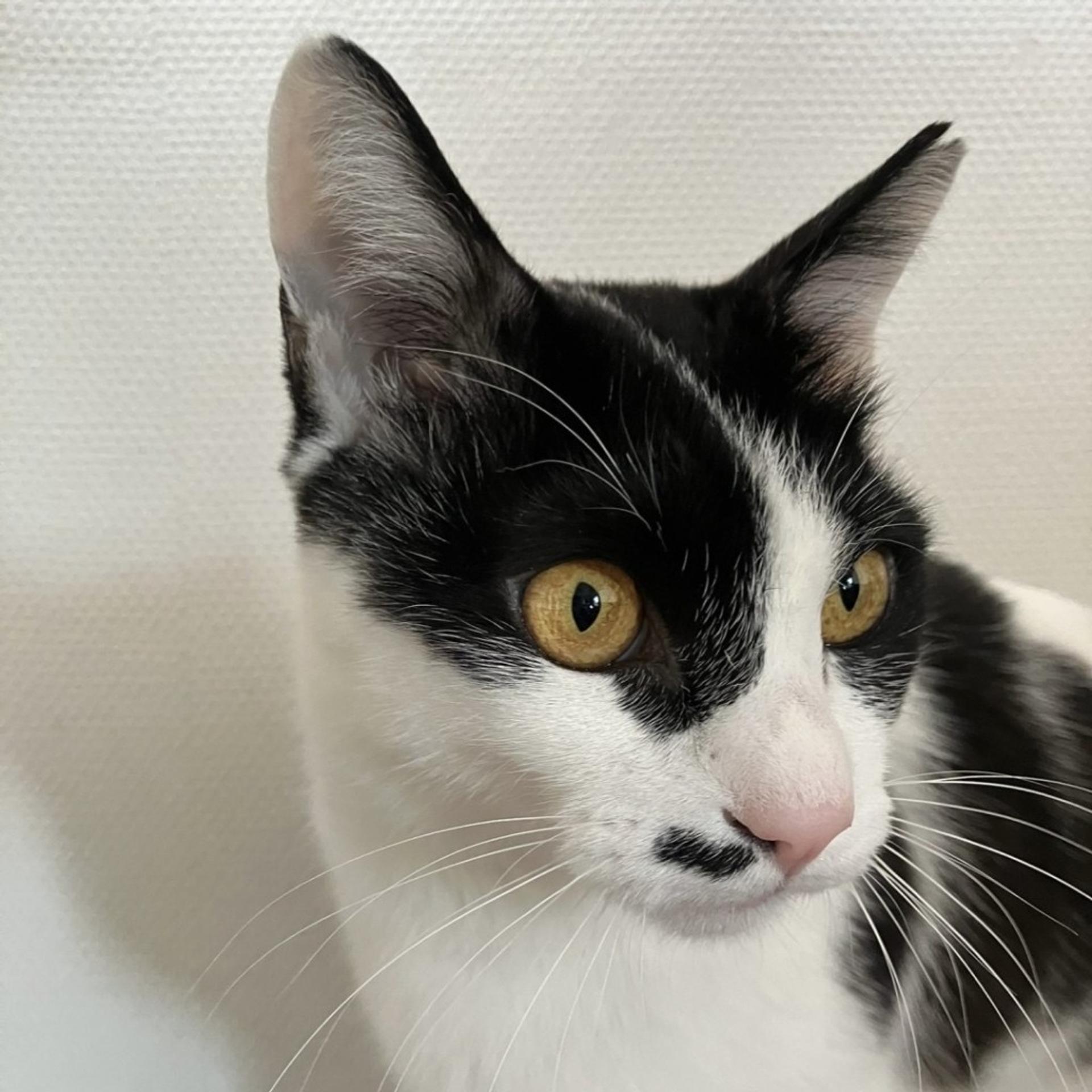 pet-image-8