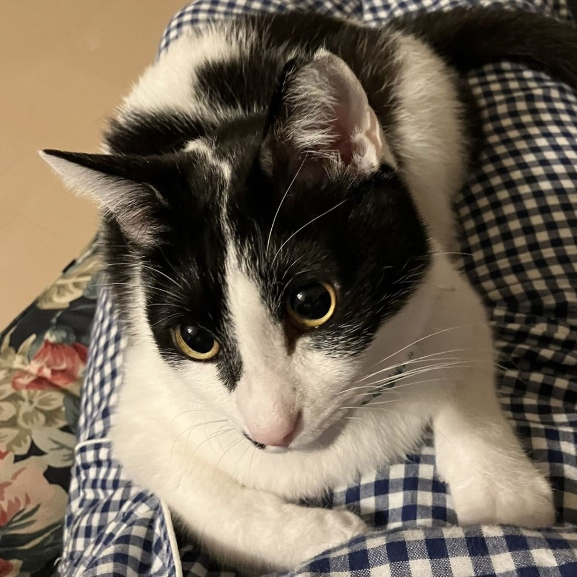 雑種（ミックス猫）・オスの里親募集の写真