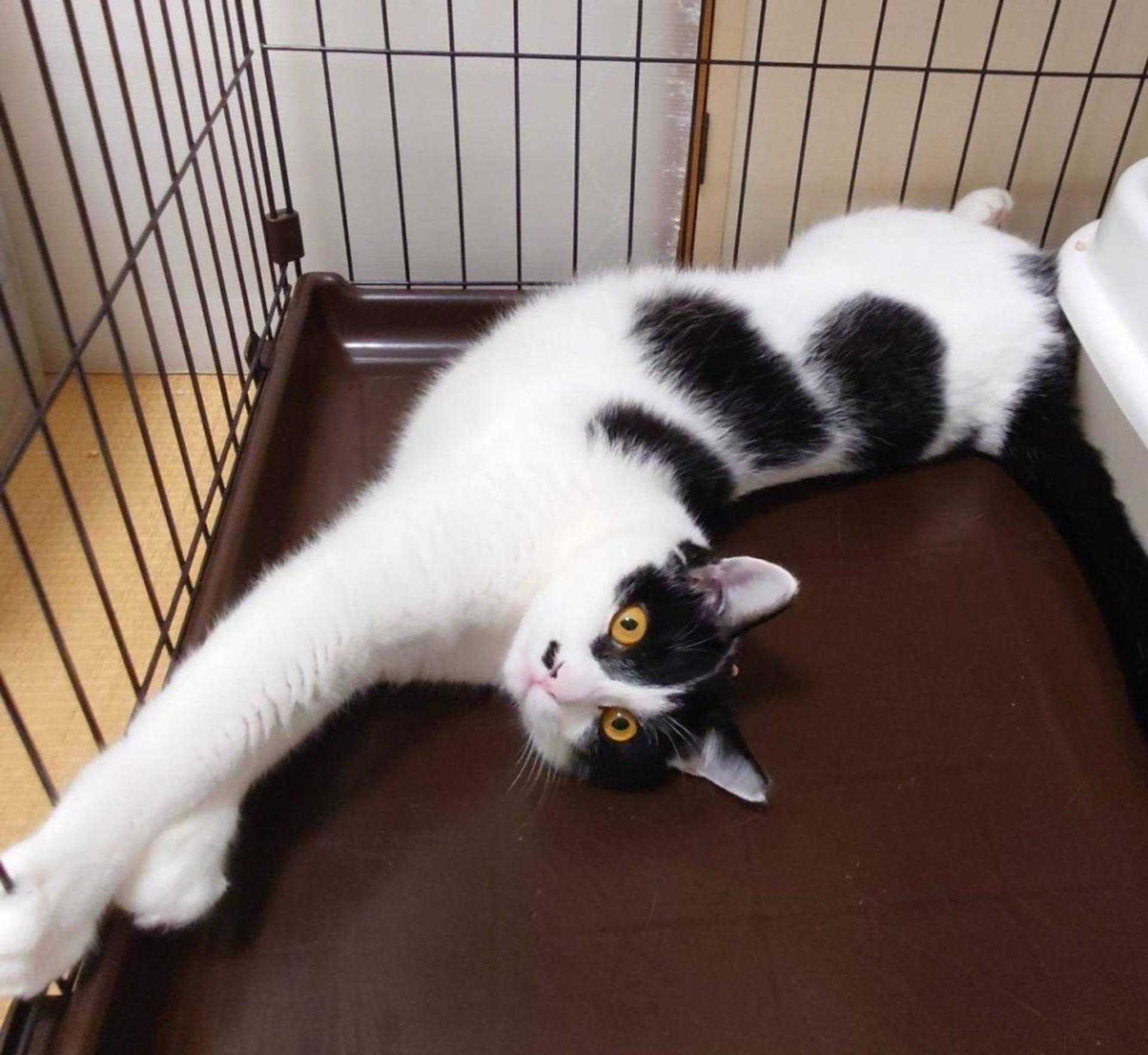 pet-image-2
