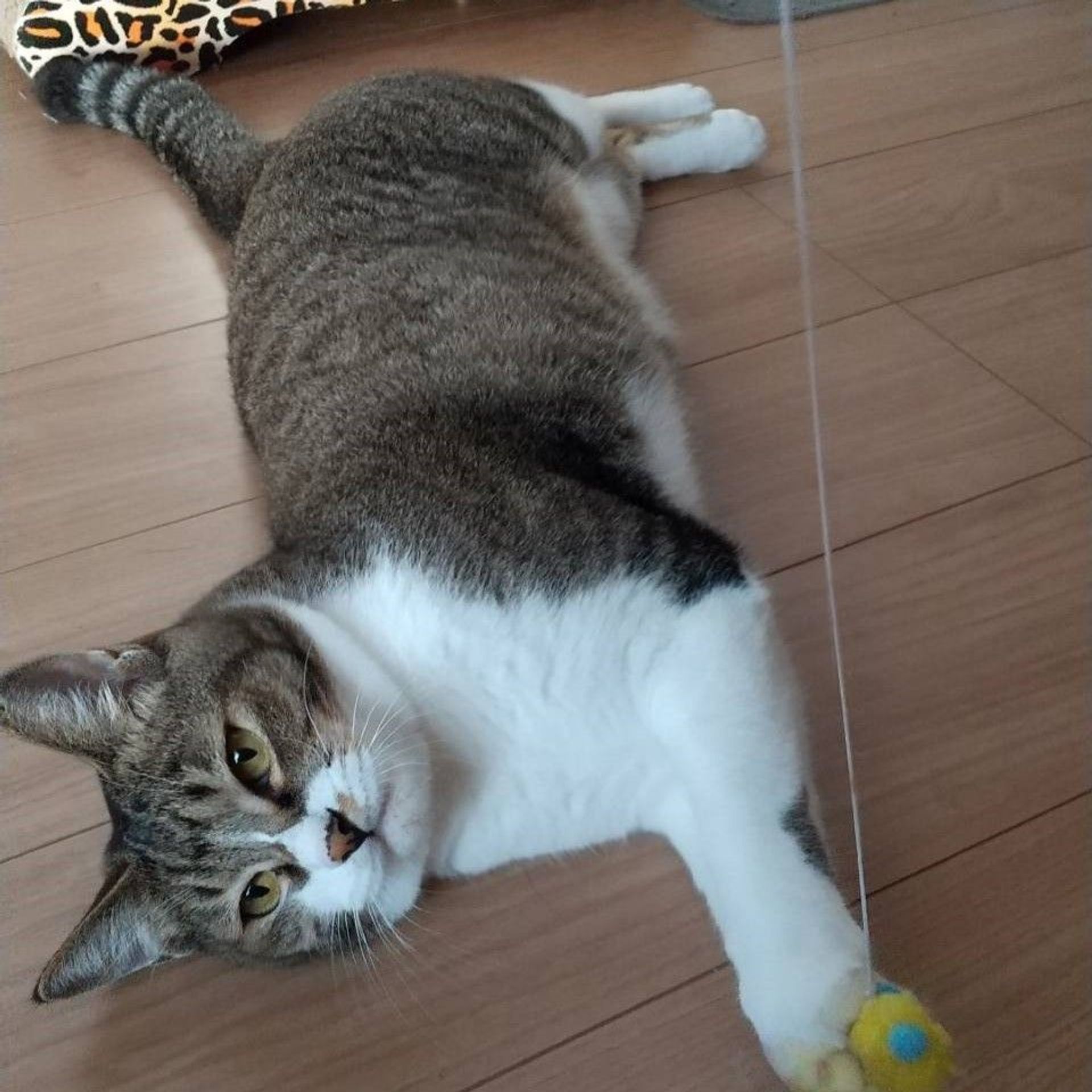 雑種（ミックス猫）・オスの里親募集の写真