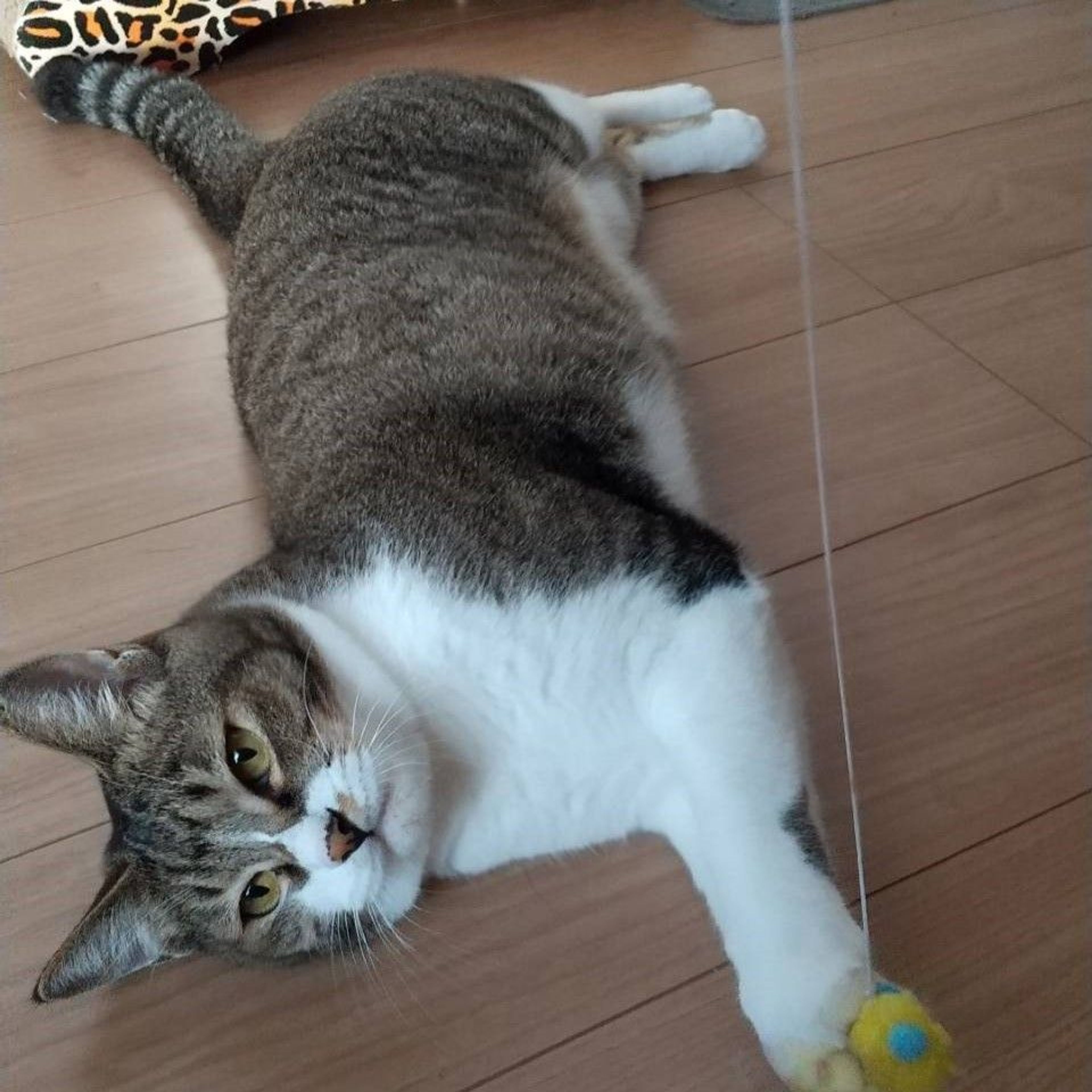 雑種（ミックス猫）・オスの里親募集の写真