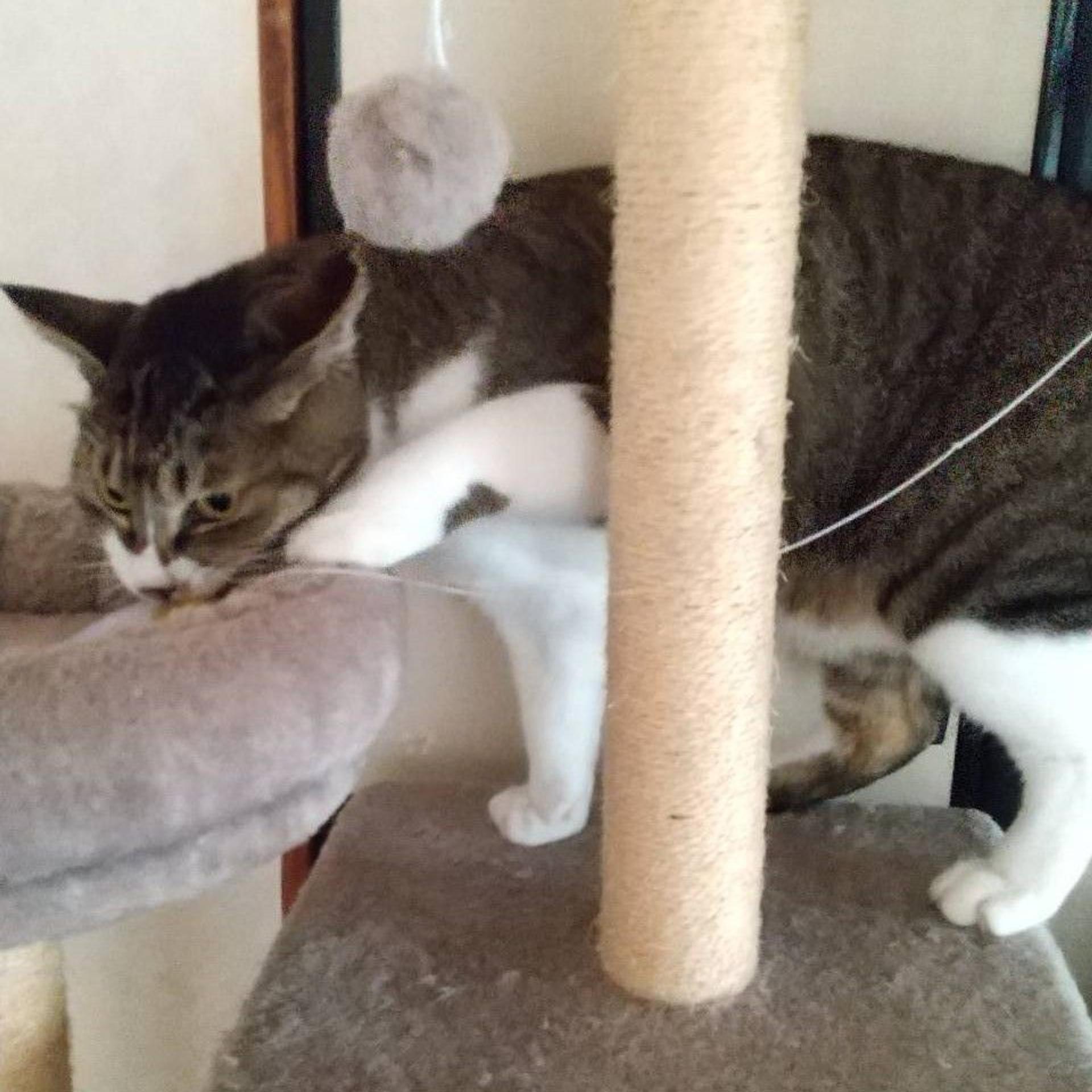 pet-image-2