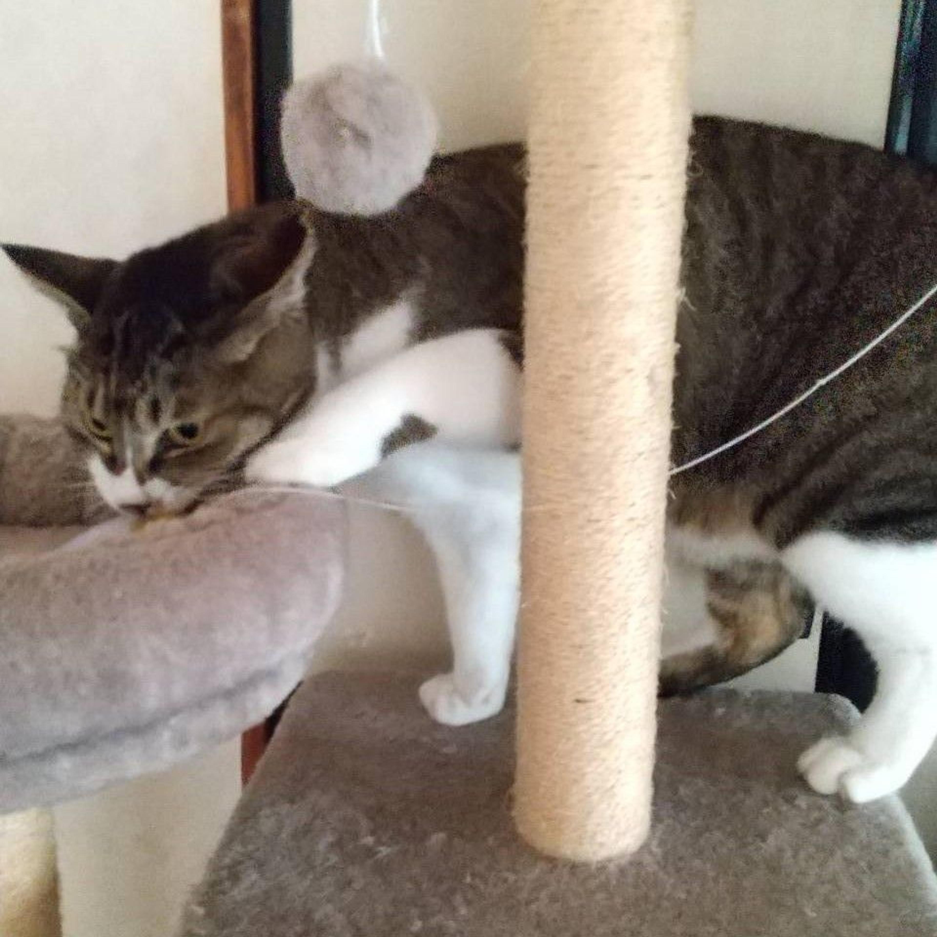 pet-image-2