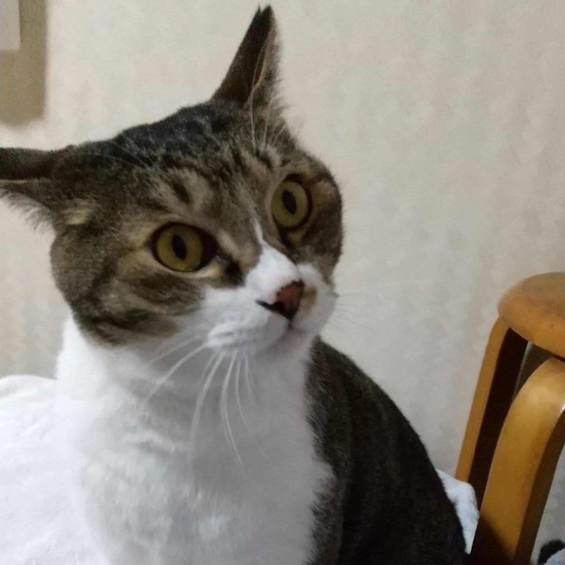 pet-image-3