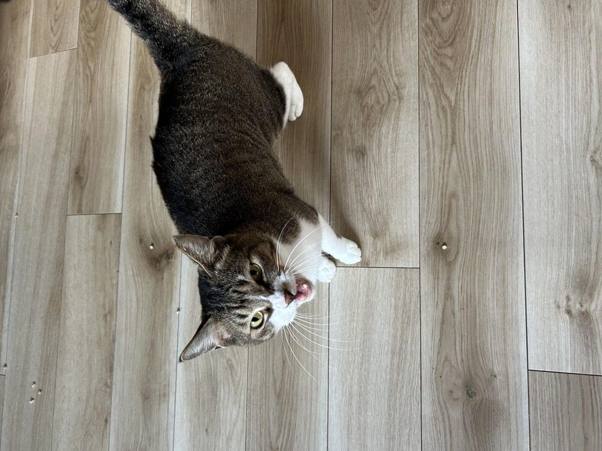 pet-image-5
