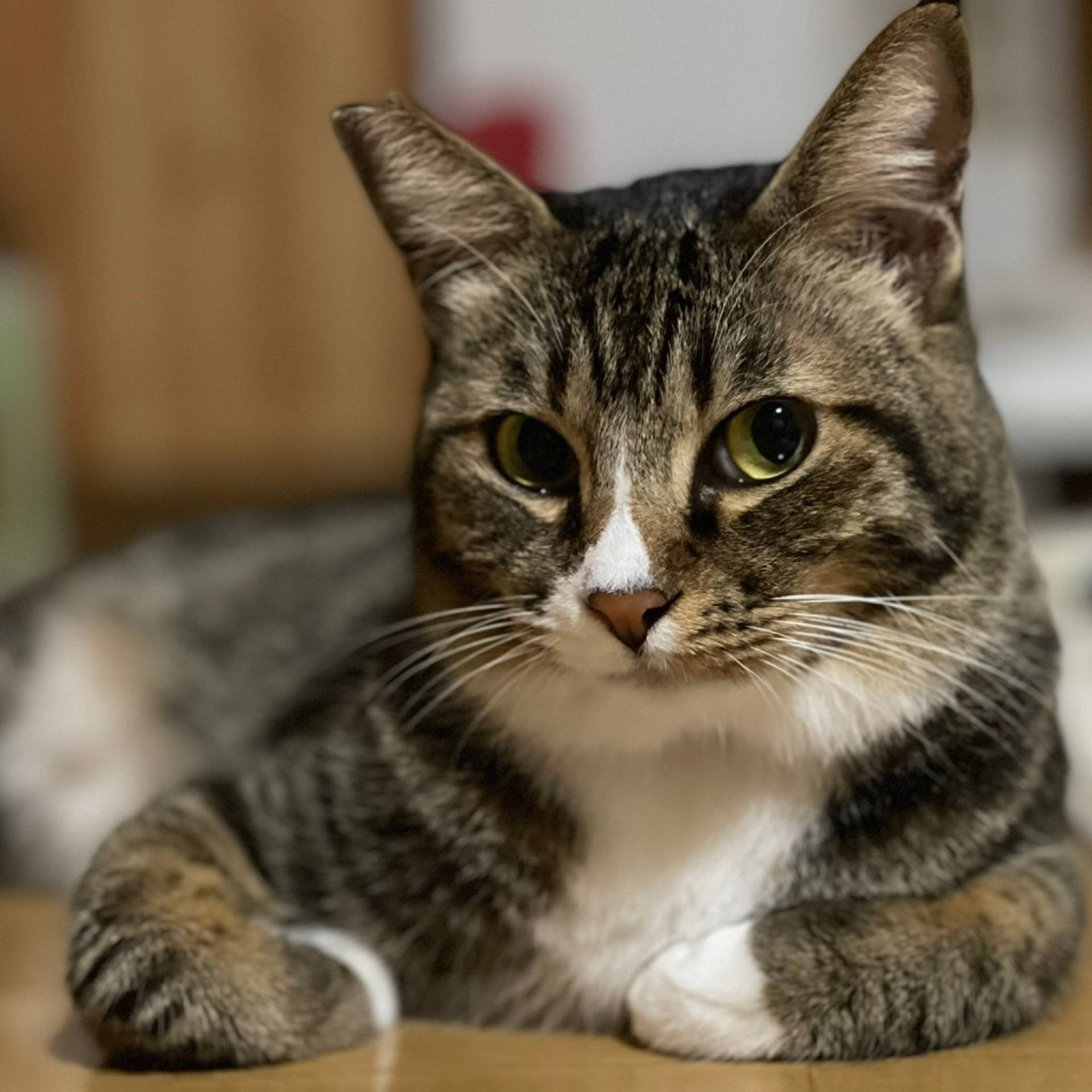 雑種（ミックス猫）・メスの里親募集の写真